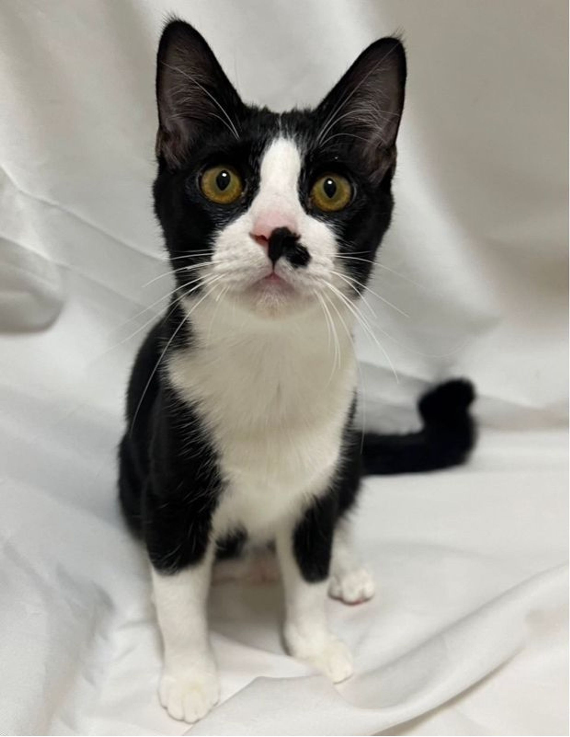 雑種（ミックス猫）・オスの里親募集の写真