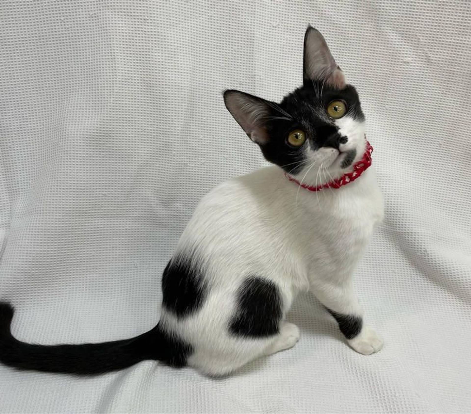 雑種（ミックス猫）・メスの里親募集の写真