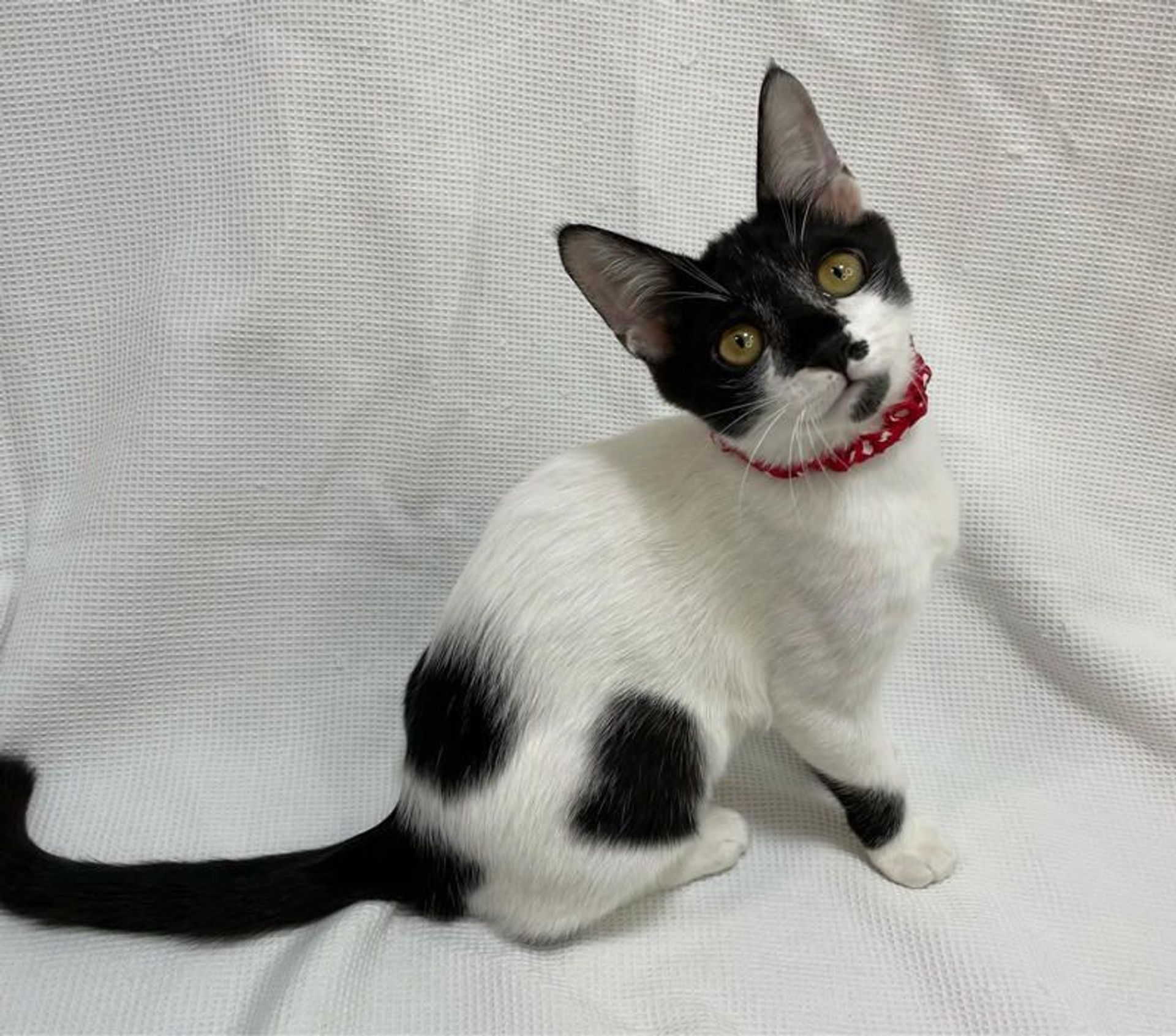 雑種（ミックス猫）・メスの里親募集の写真