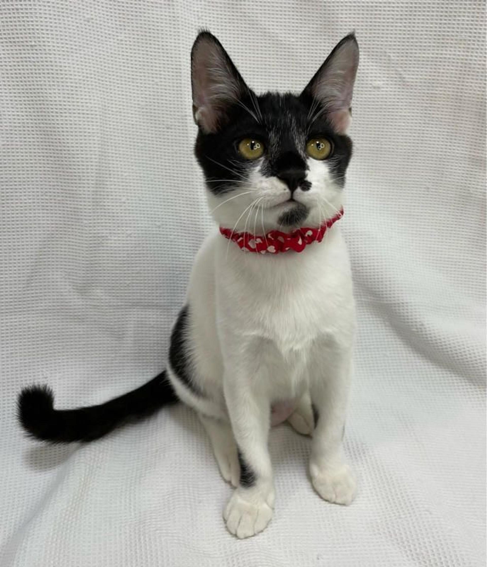pet-image-3