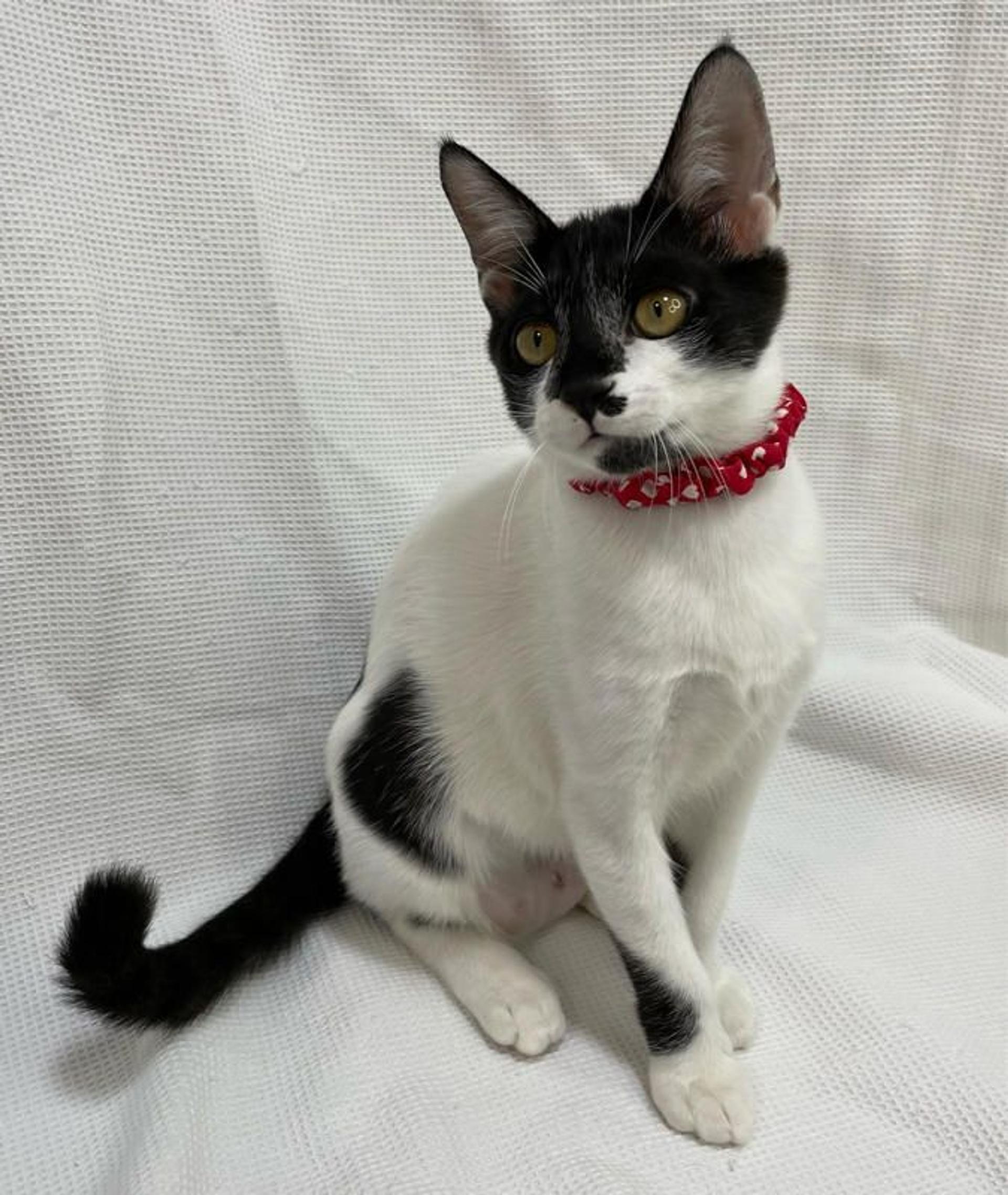 pet-image-4