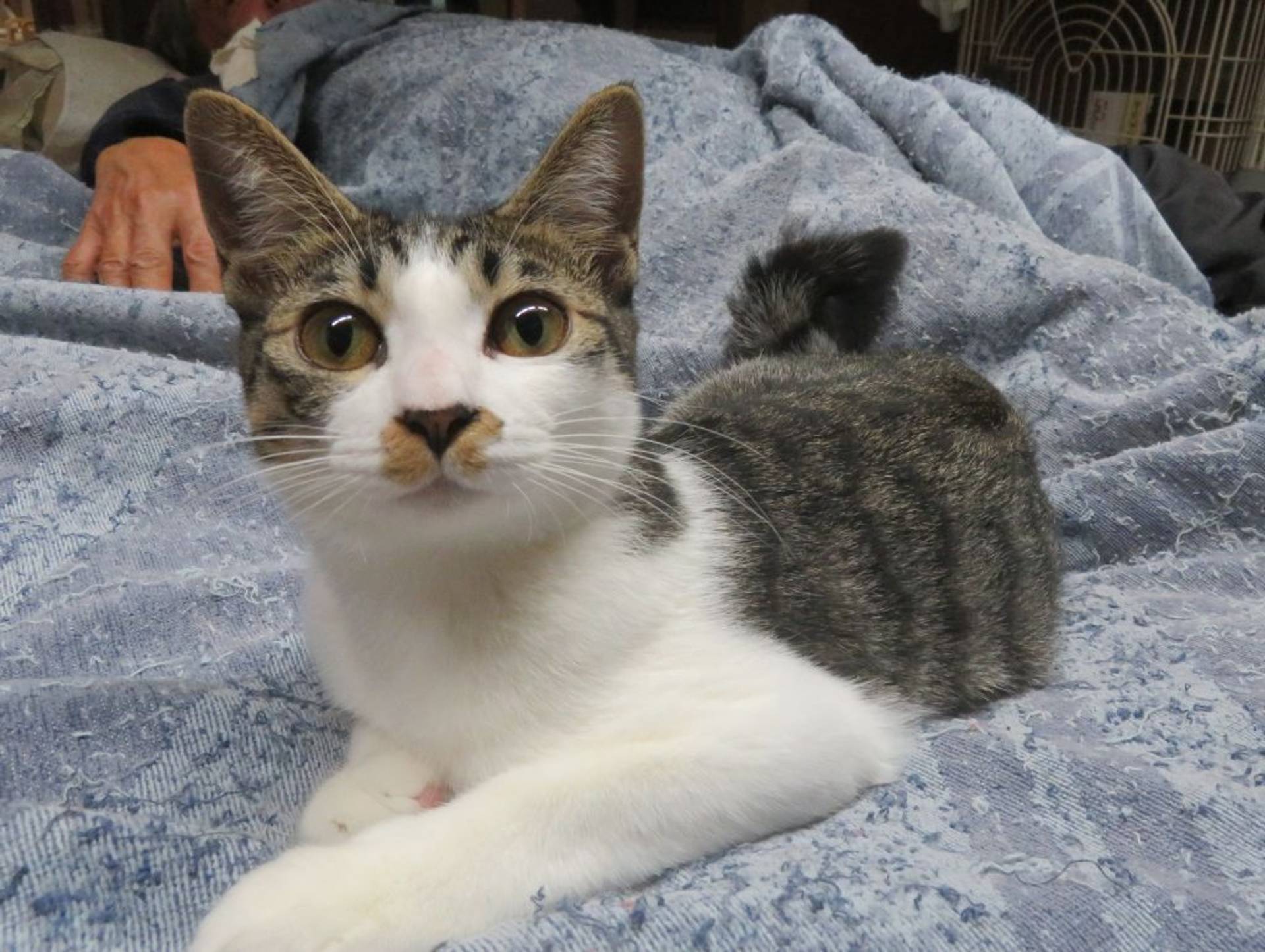 雑種（ミックス猫）・メスの里親募集の写真