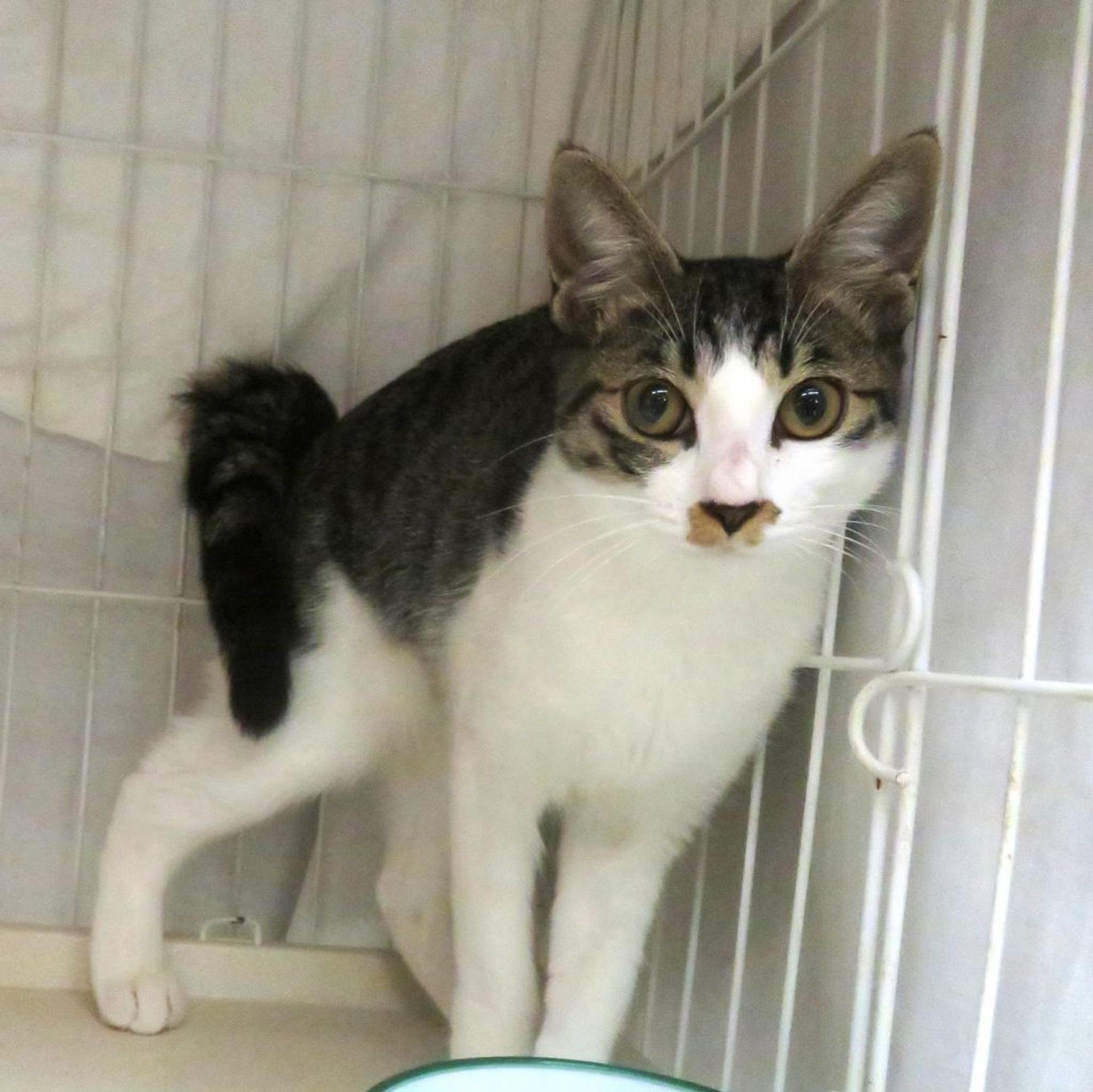 pet-image-3