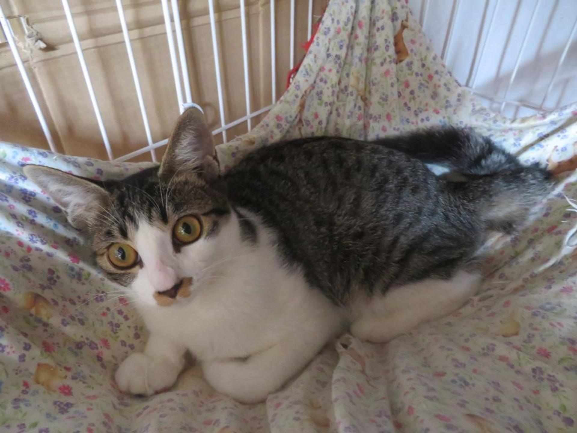 pet-image-4