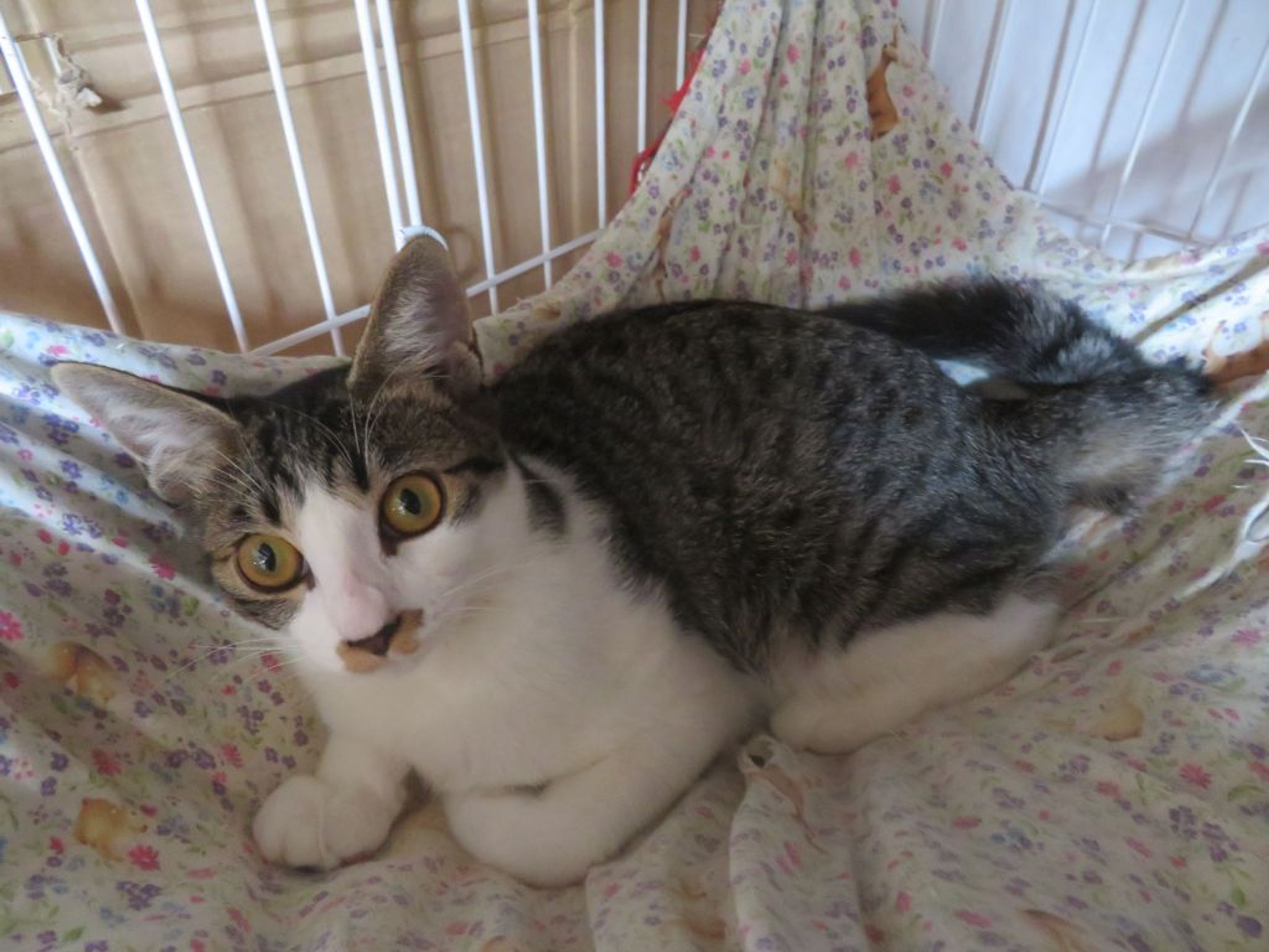 pet-image-4