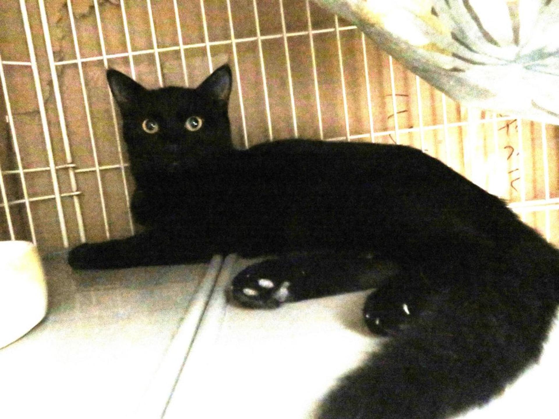 pet-image-5