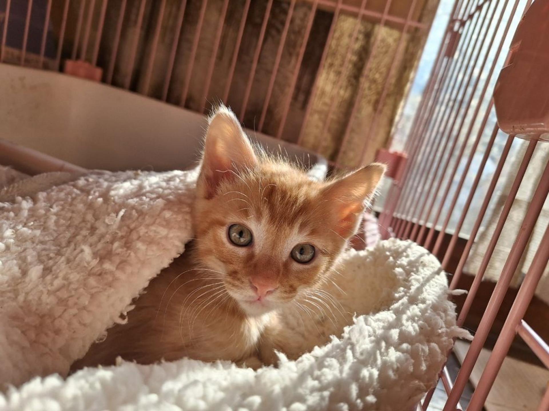 pet-image-3