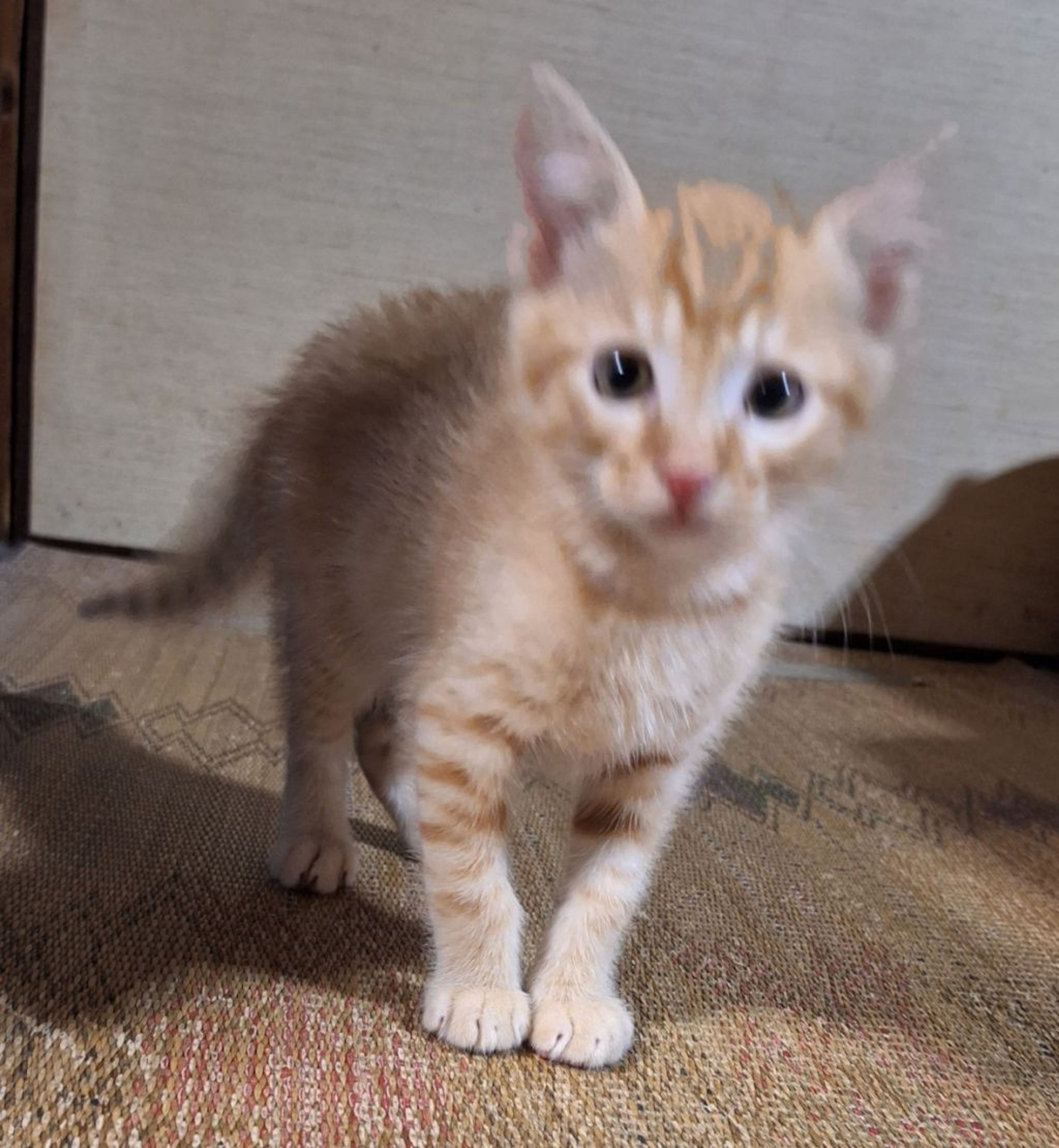 pet-image-5