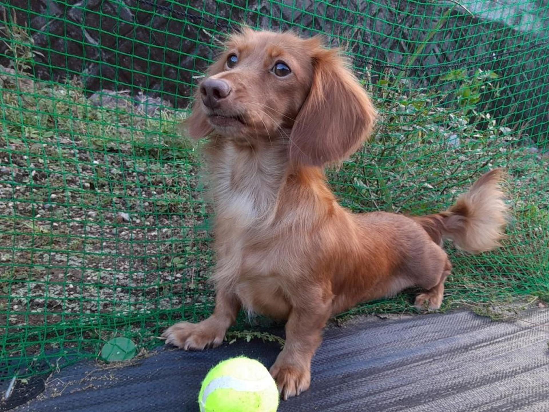 pet-image-4