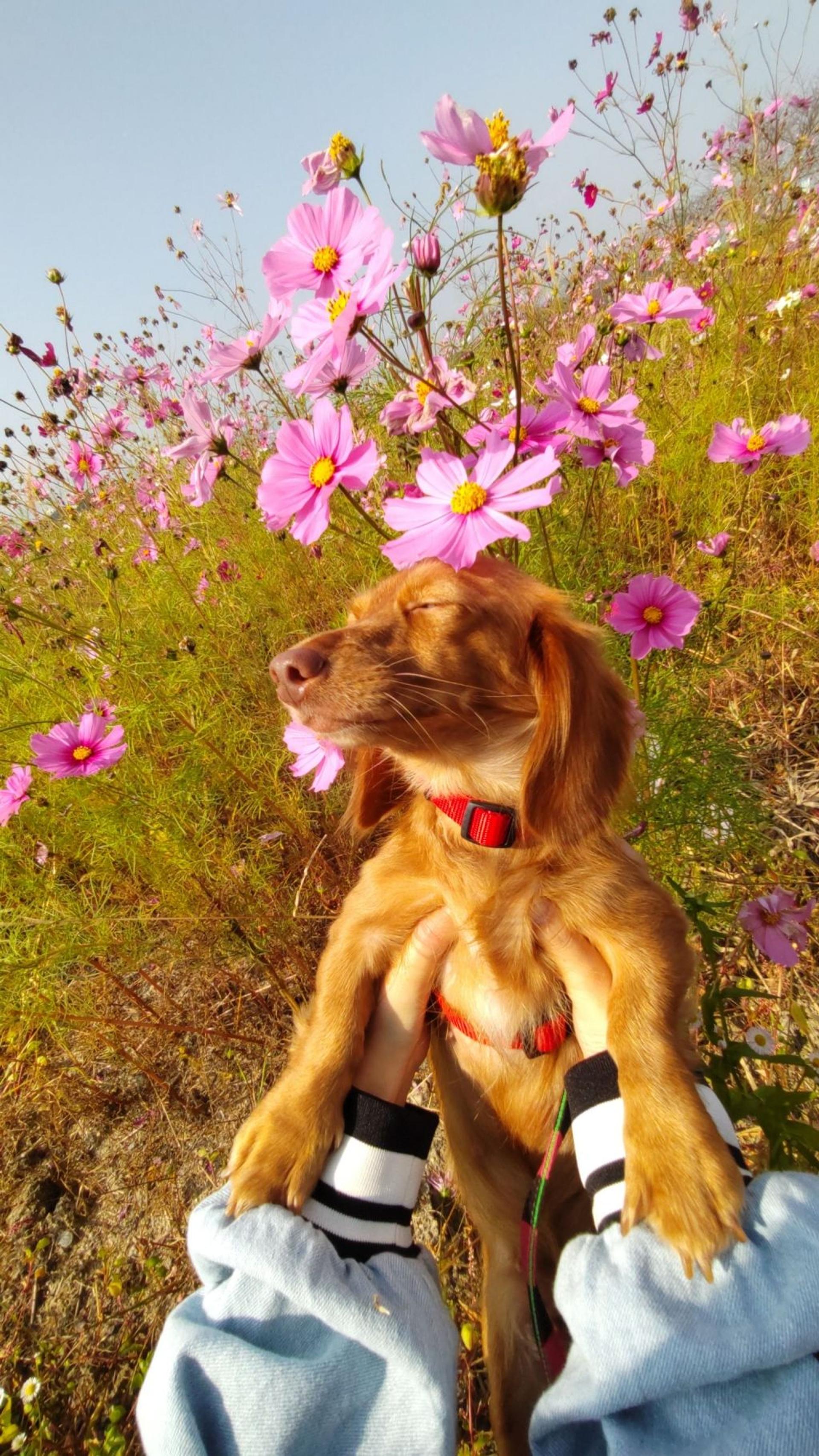 pet-image-6