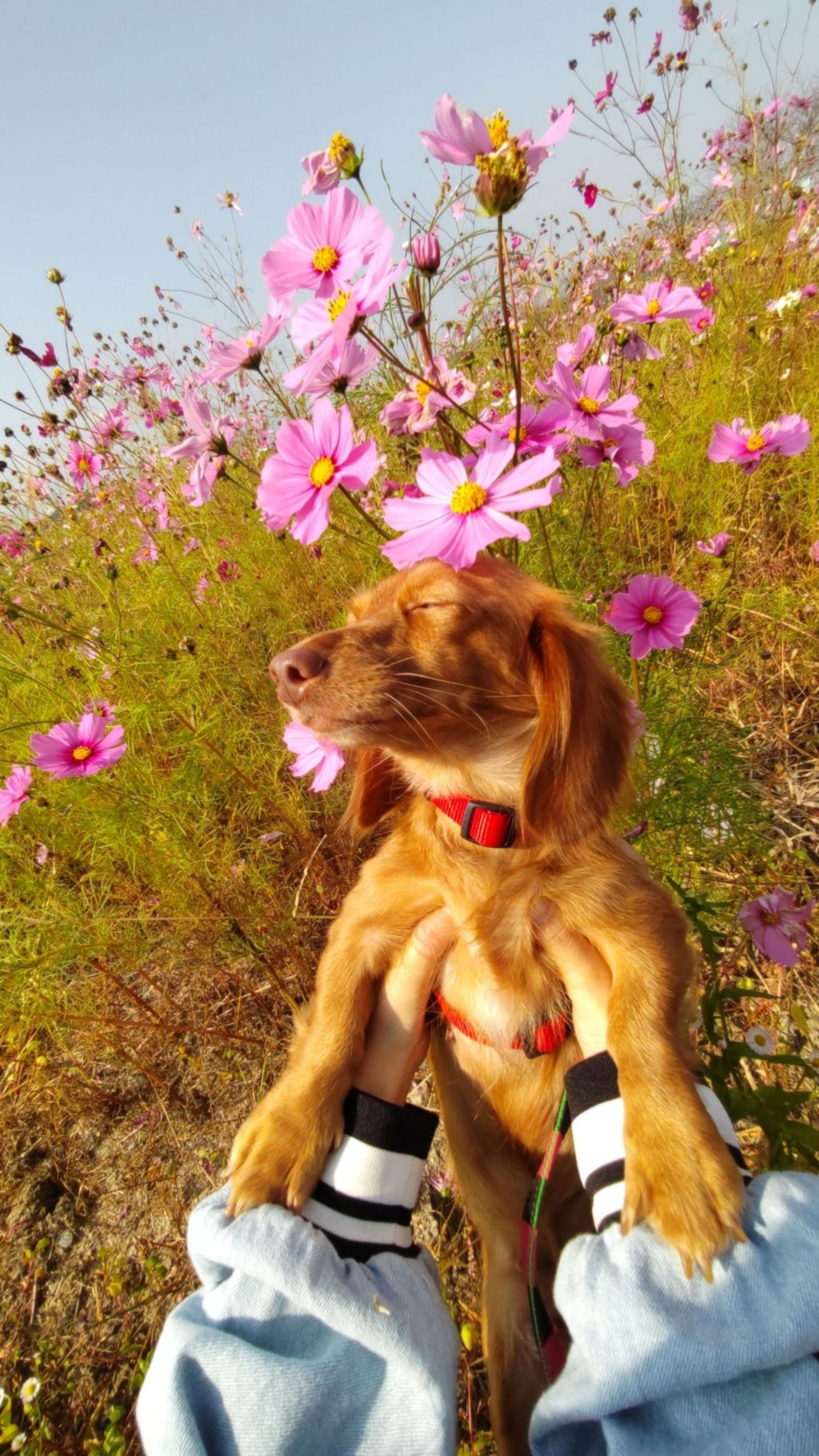 pet-image-6