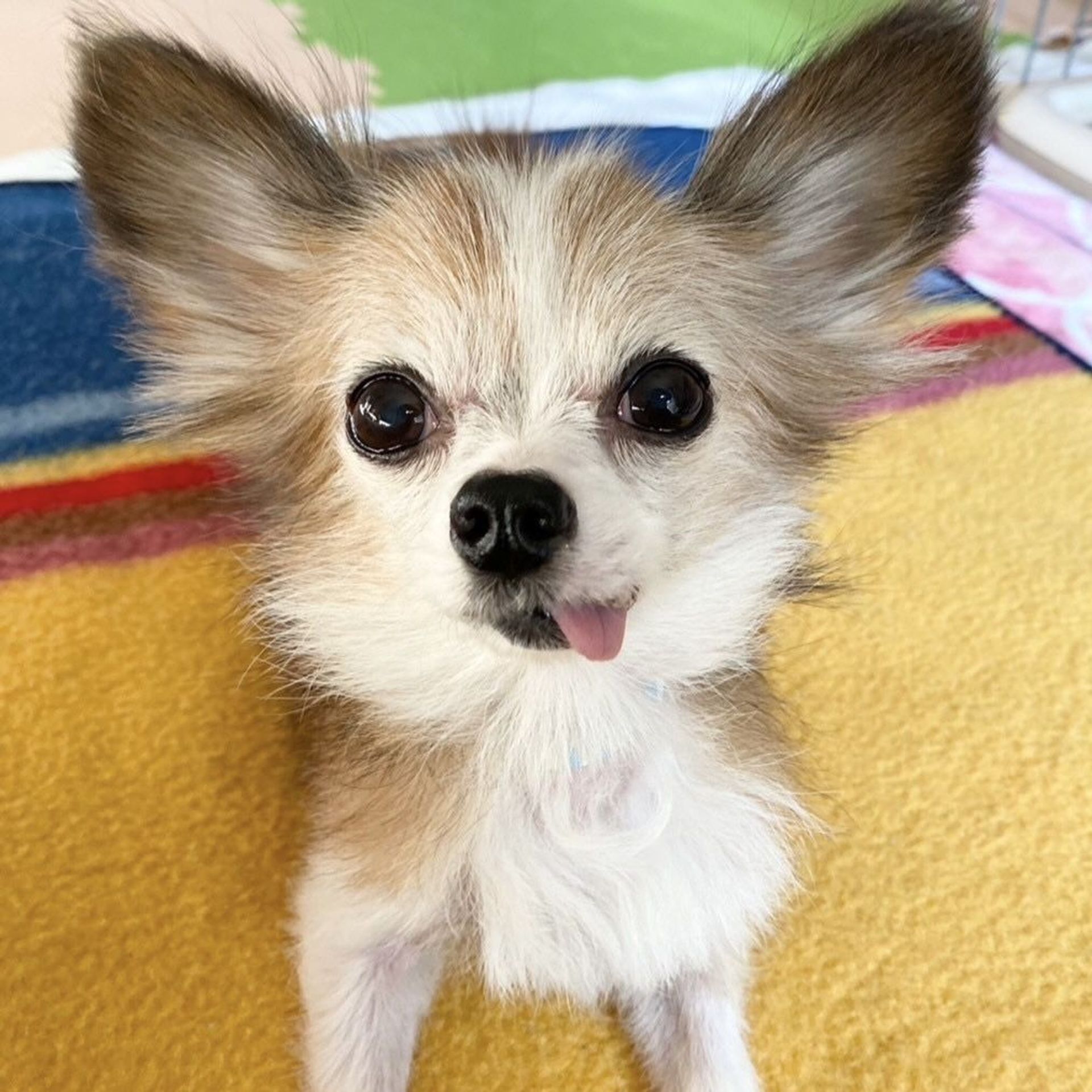 雑種（ミックス犬）・メスの里親募集の写真