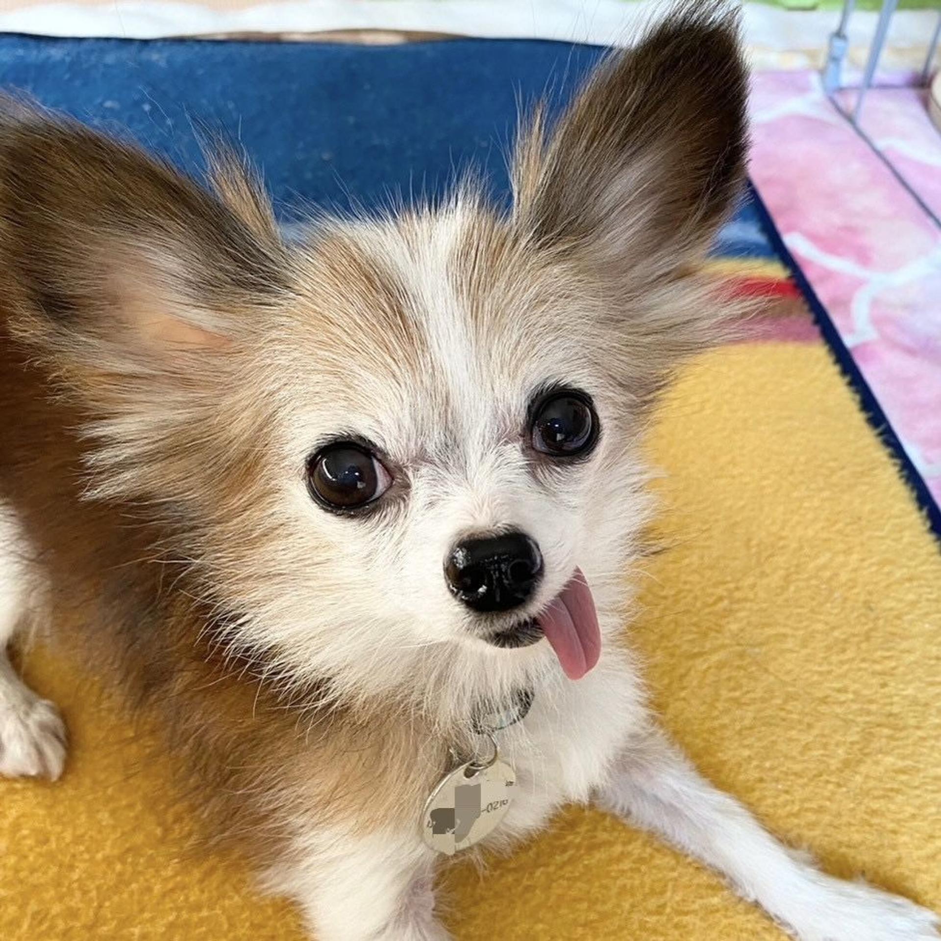 pet-image-4