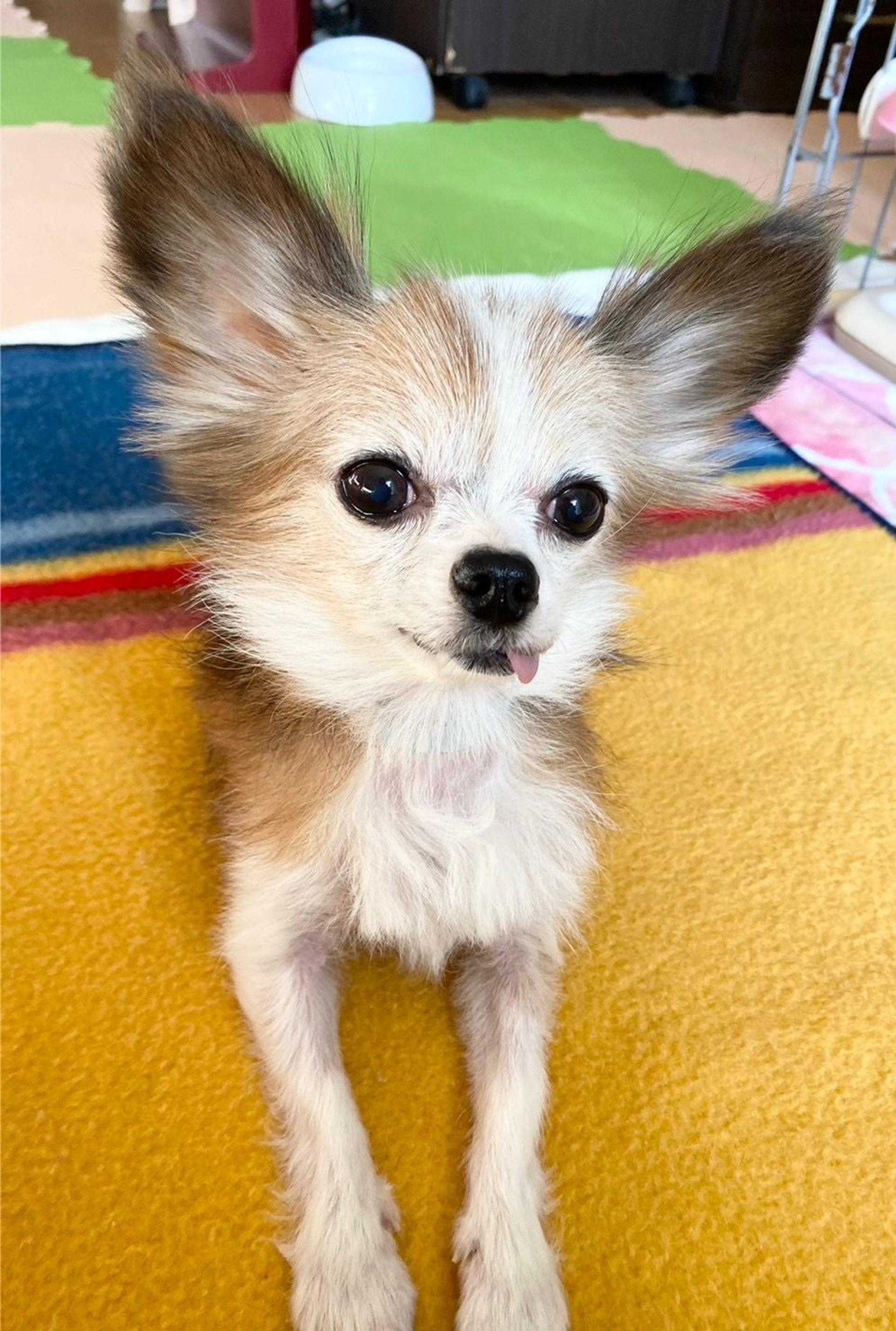 pet-image-5