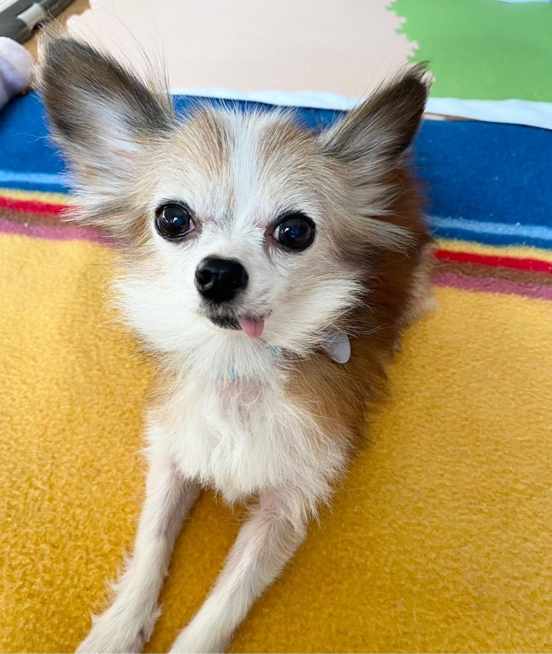 pet-image-6