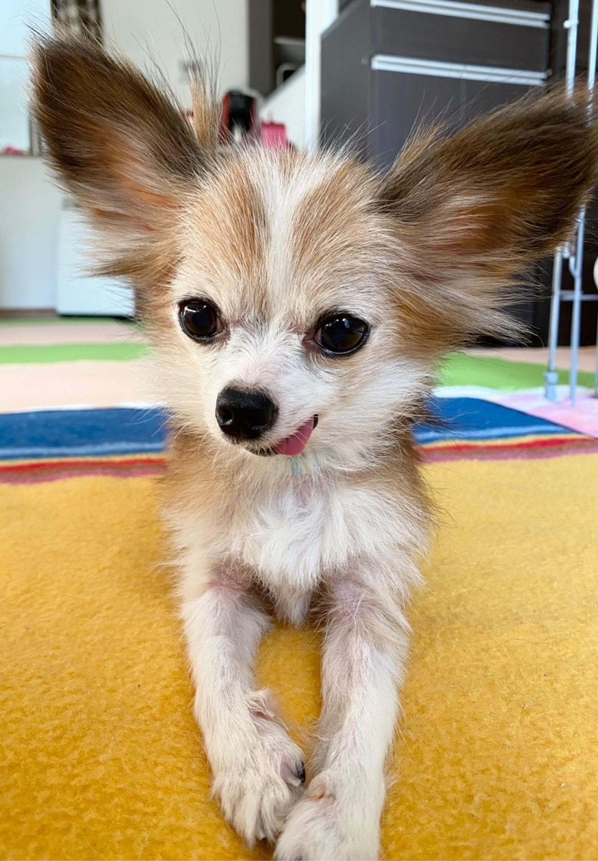 pet-image-8