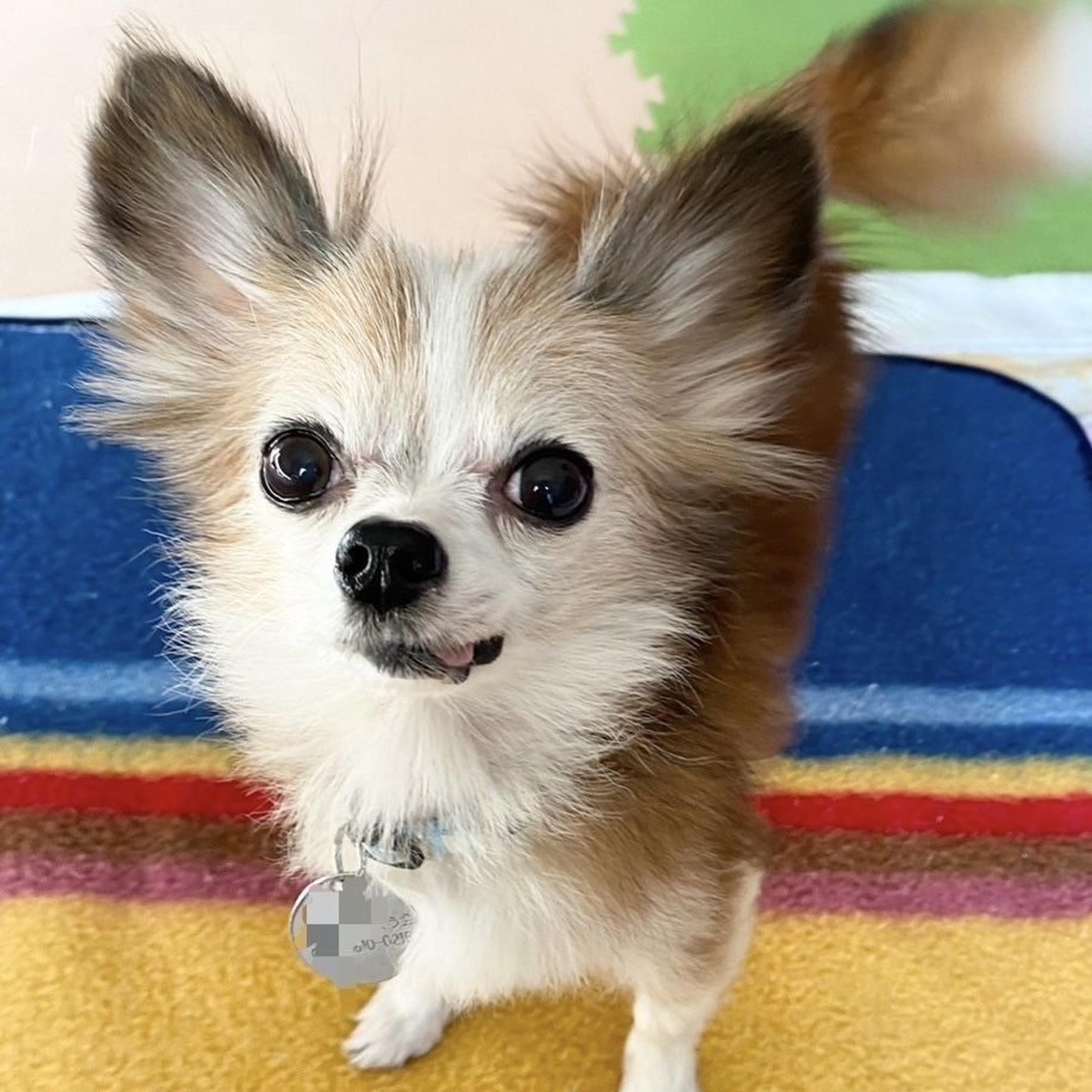 pet-image-2