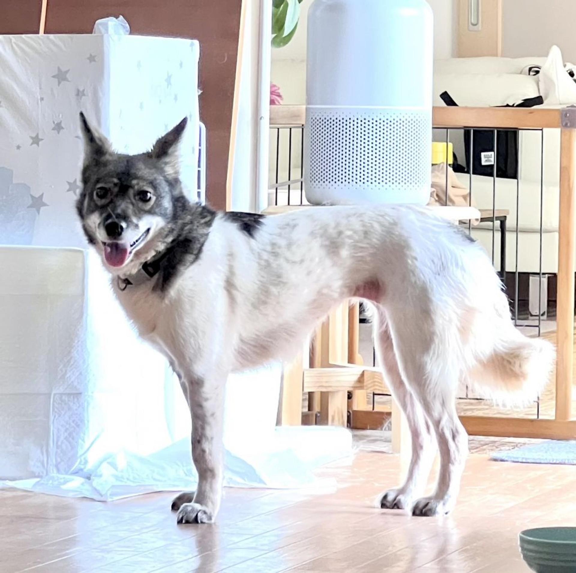 pet-image-2