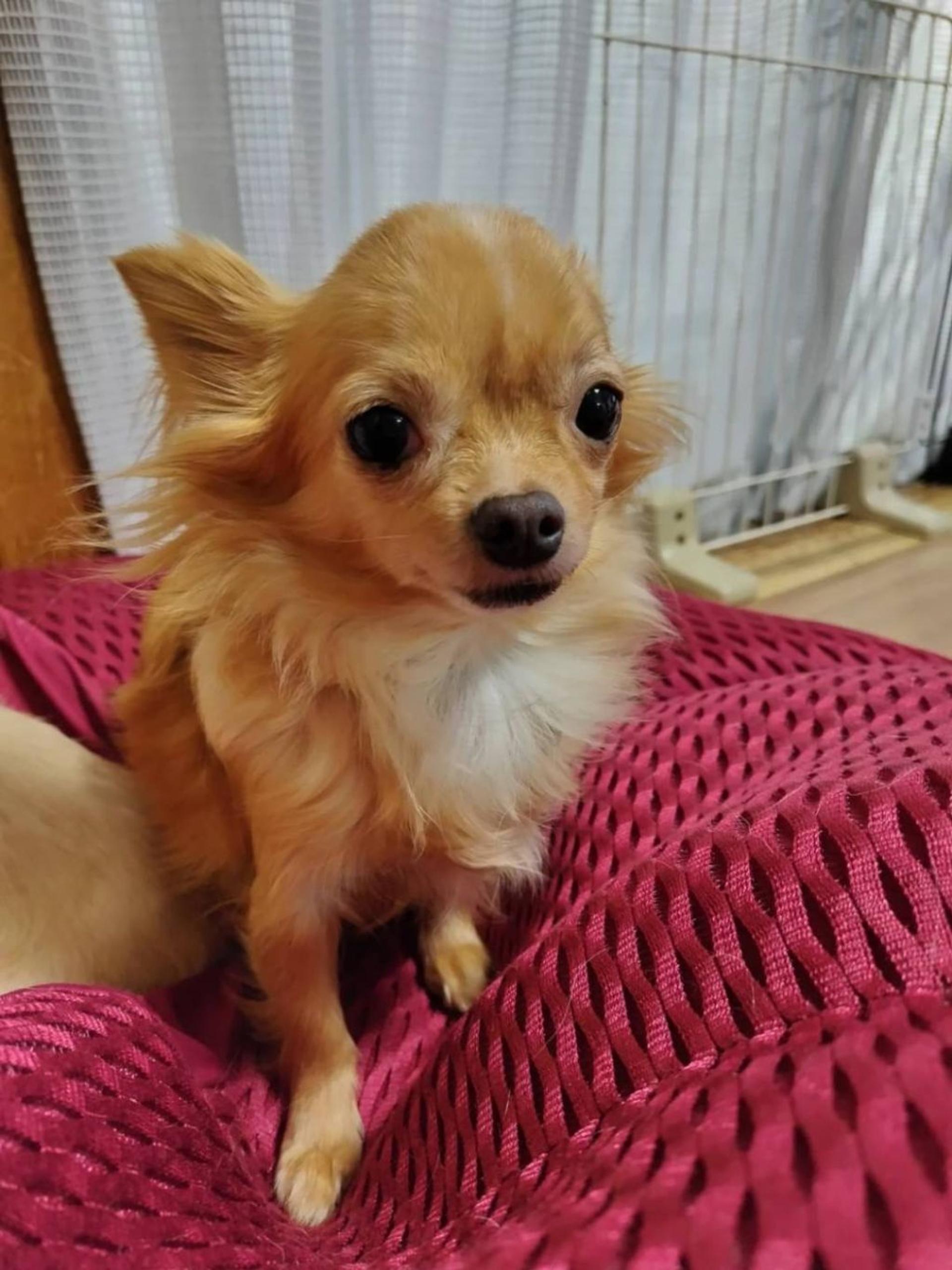 pet-image-2