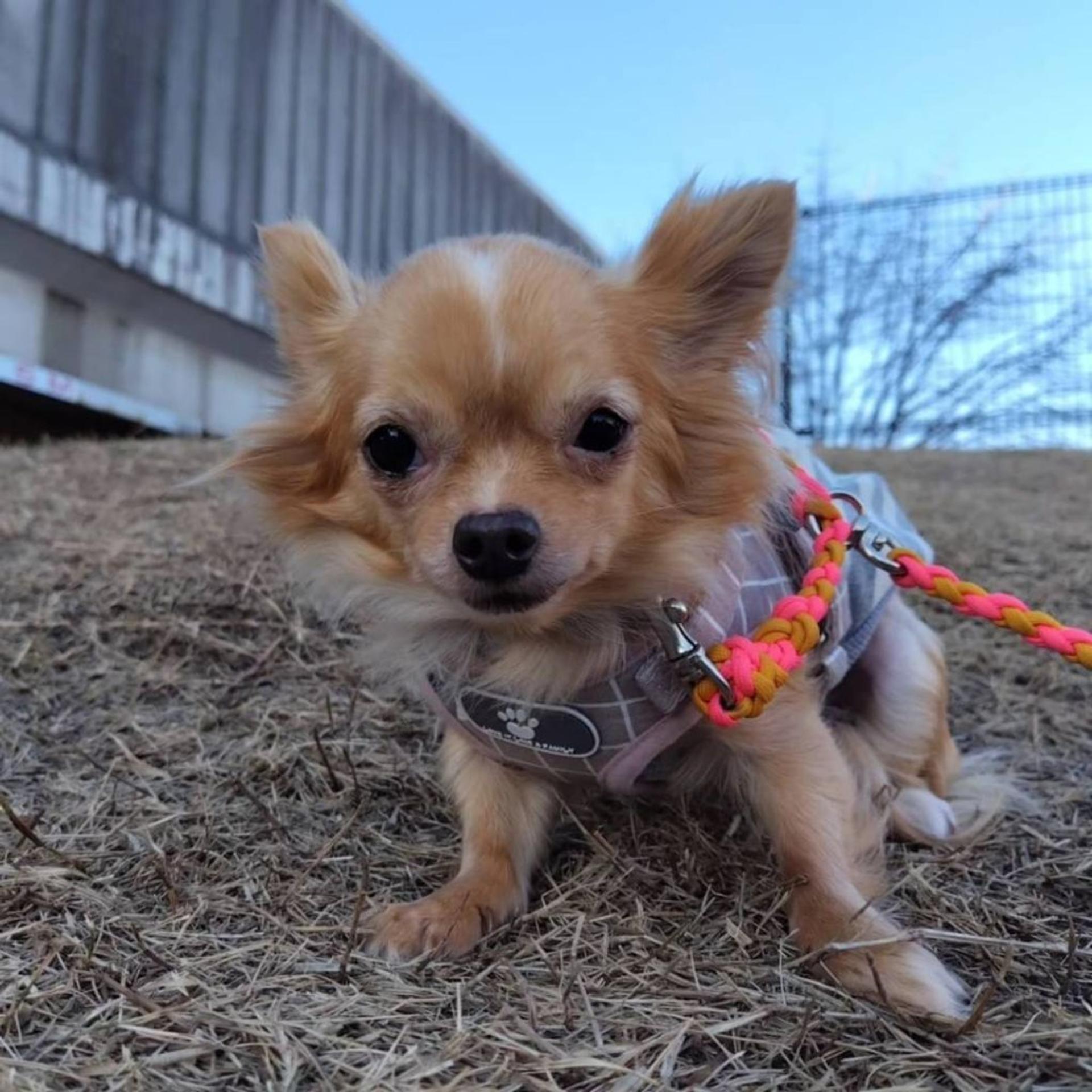 pet-image-5