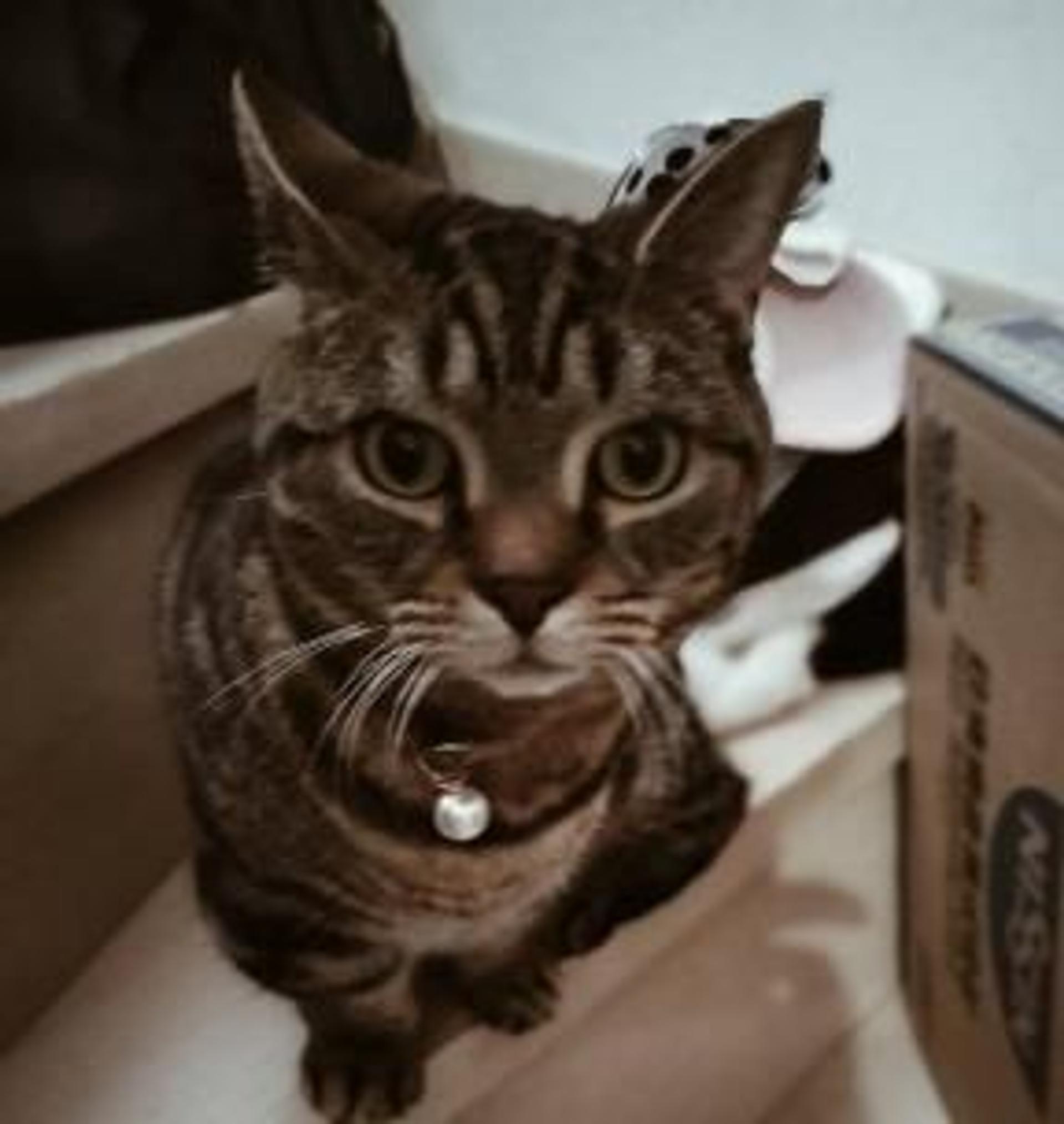 pet-image-3