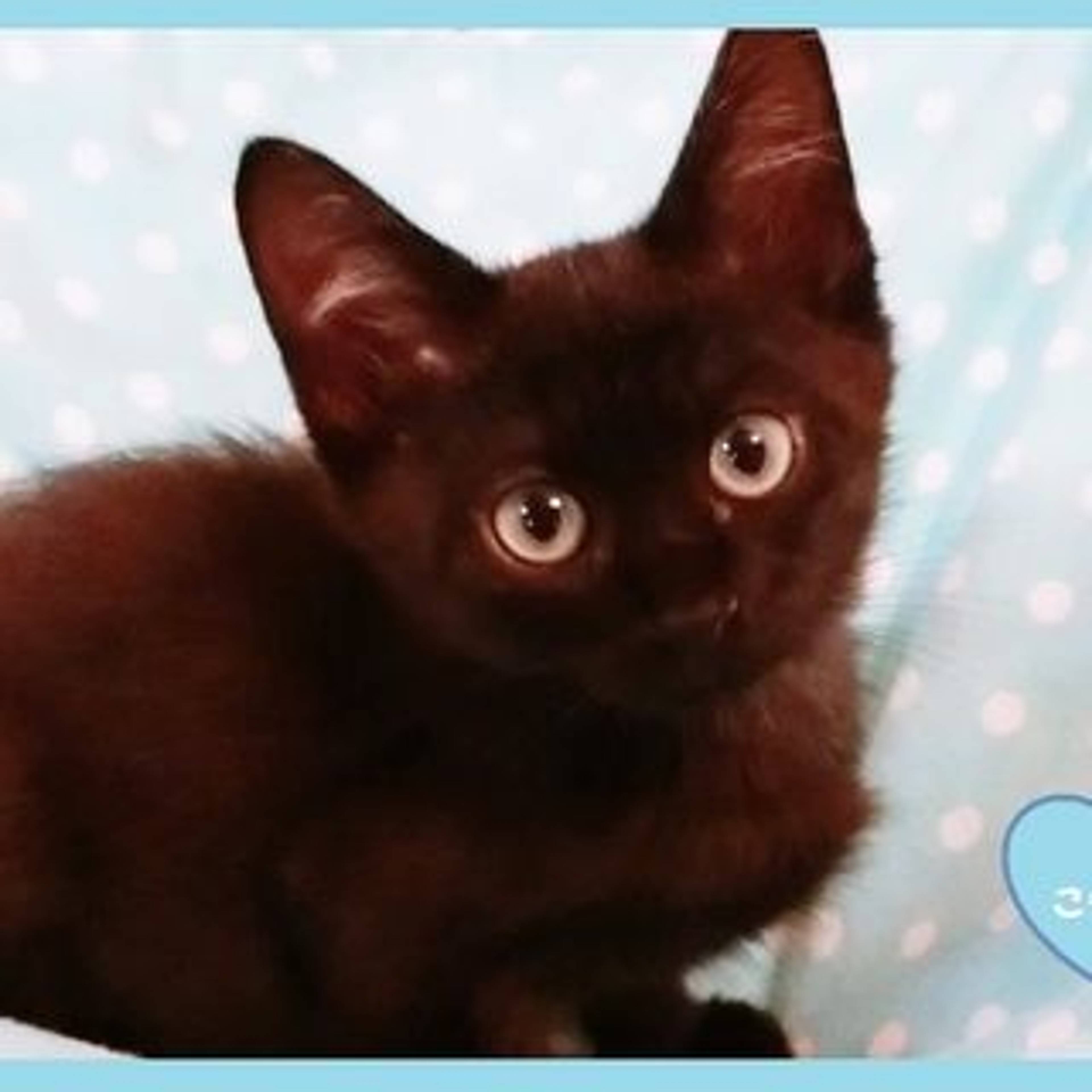 雑種（ミックス猫）・オスの里親募集の写真