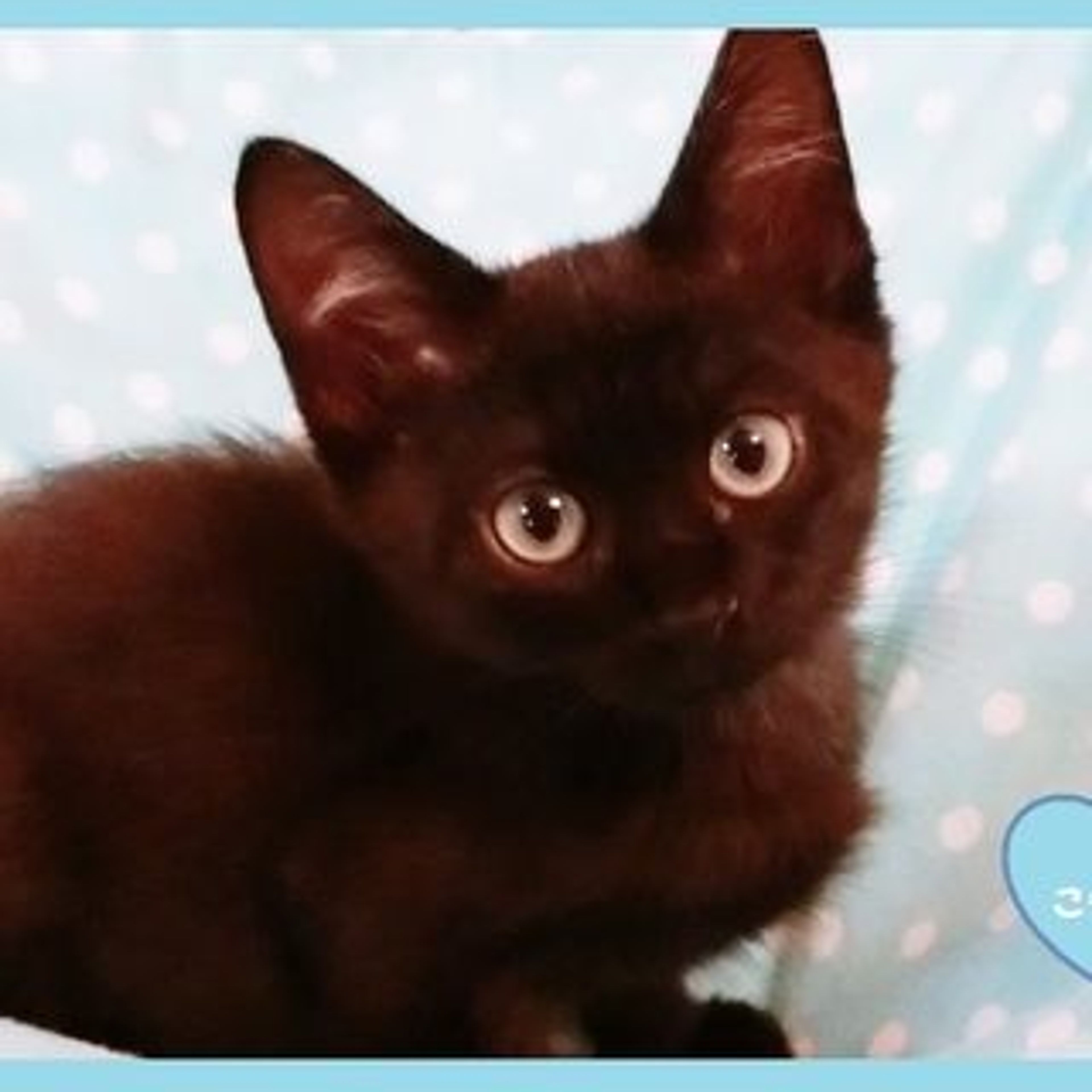 雑種（ミックス猫）・オスの里親募集の写真