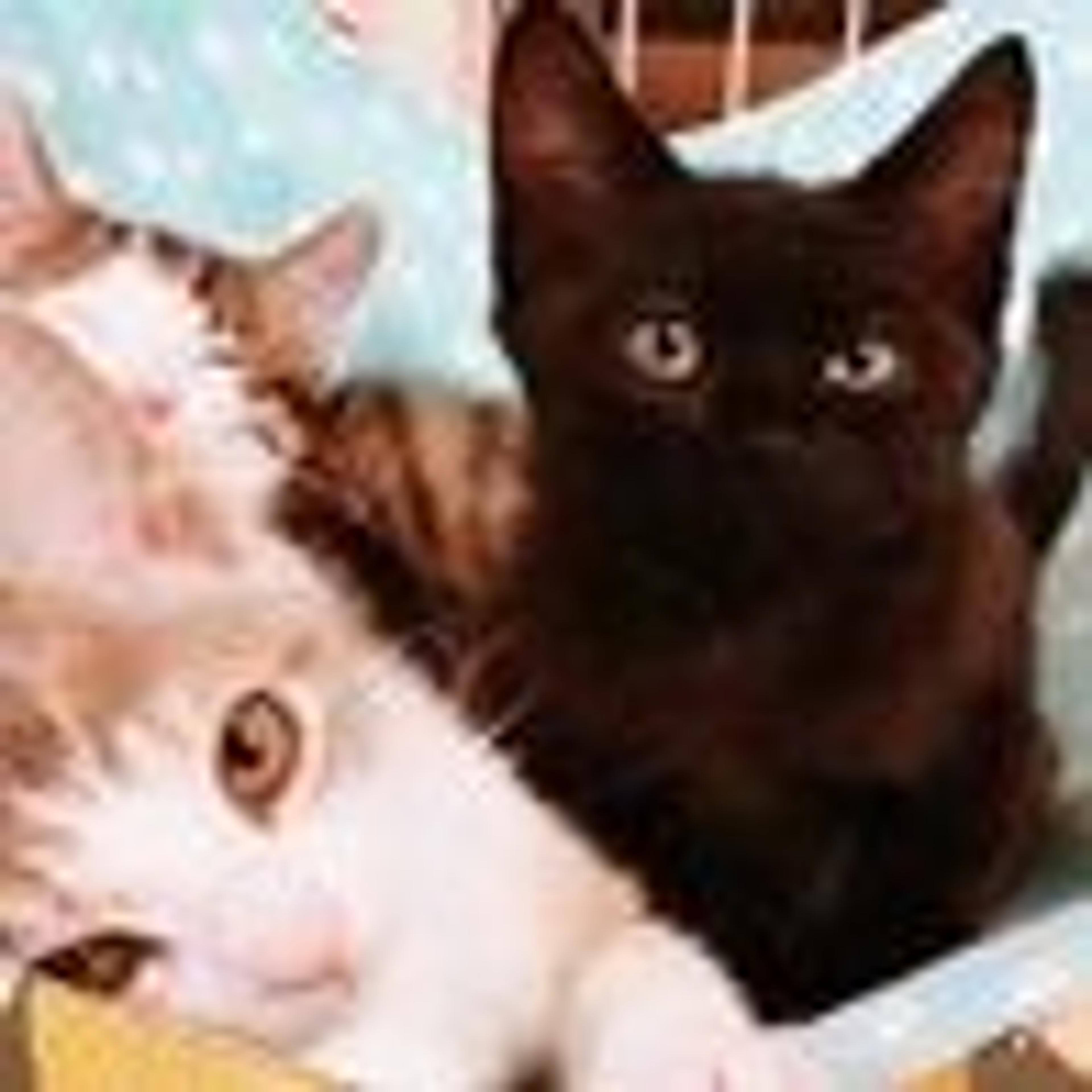 pet-image-4