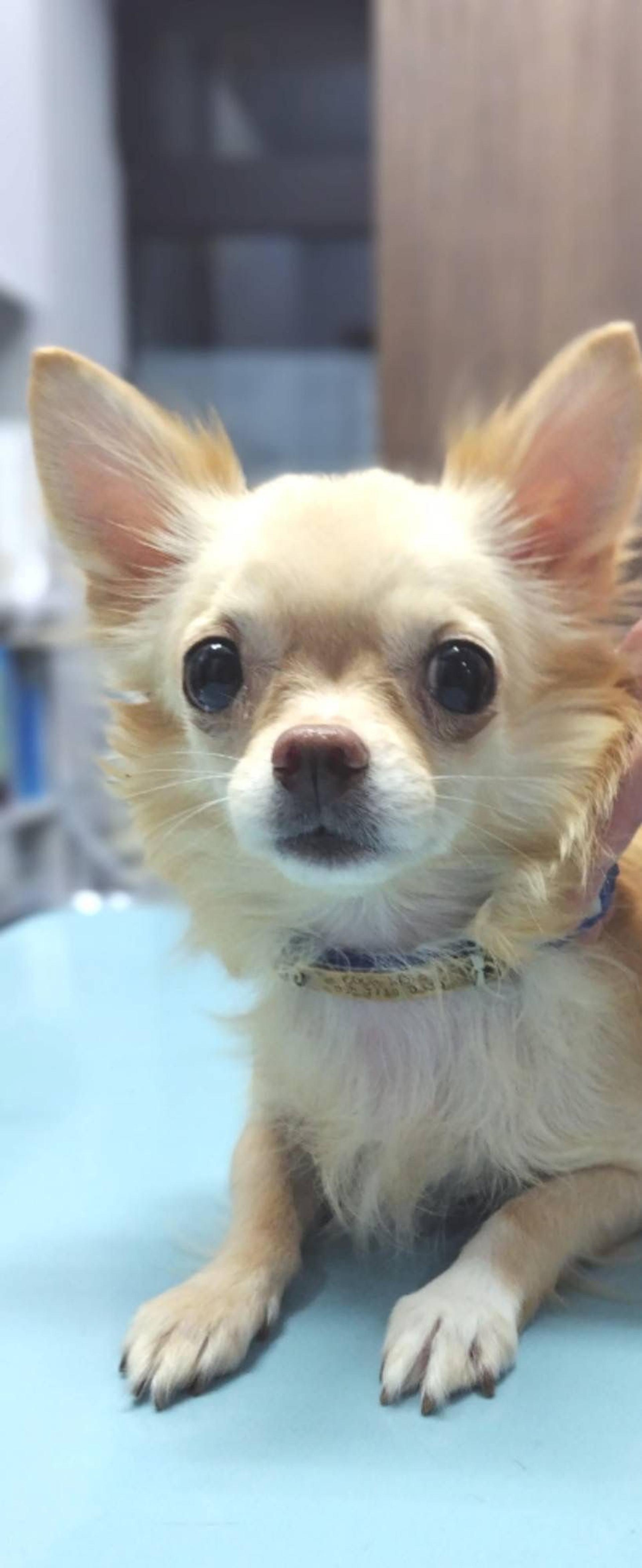 pet-image-2