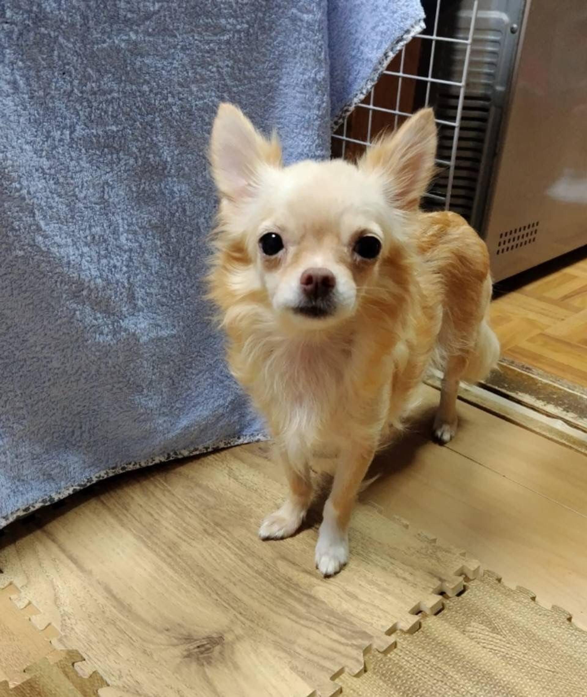 pet-image-3