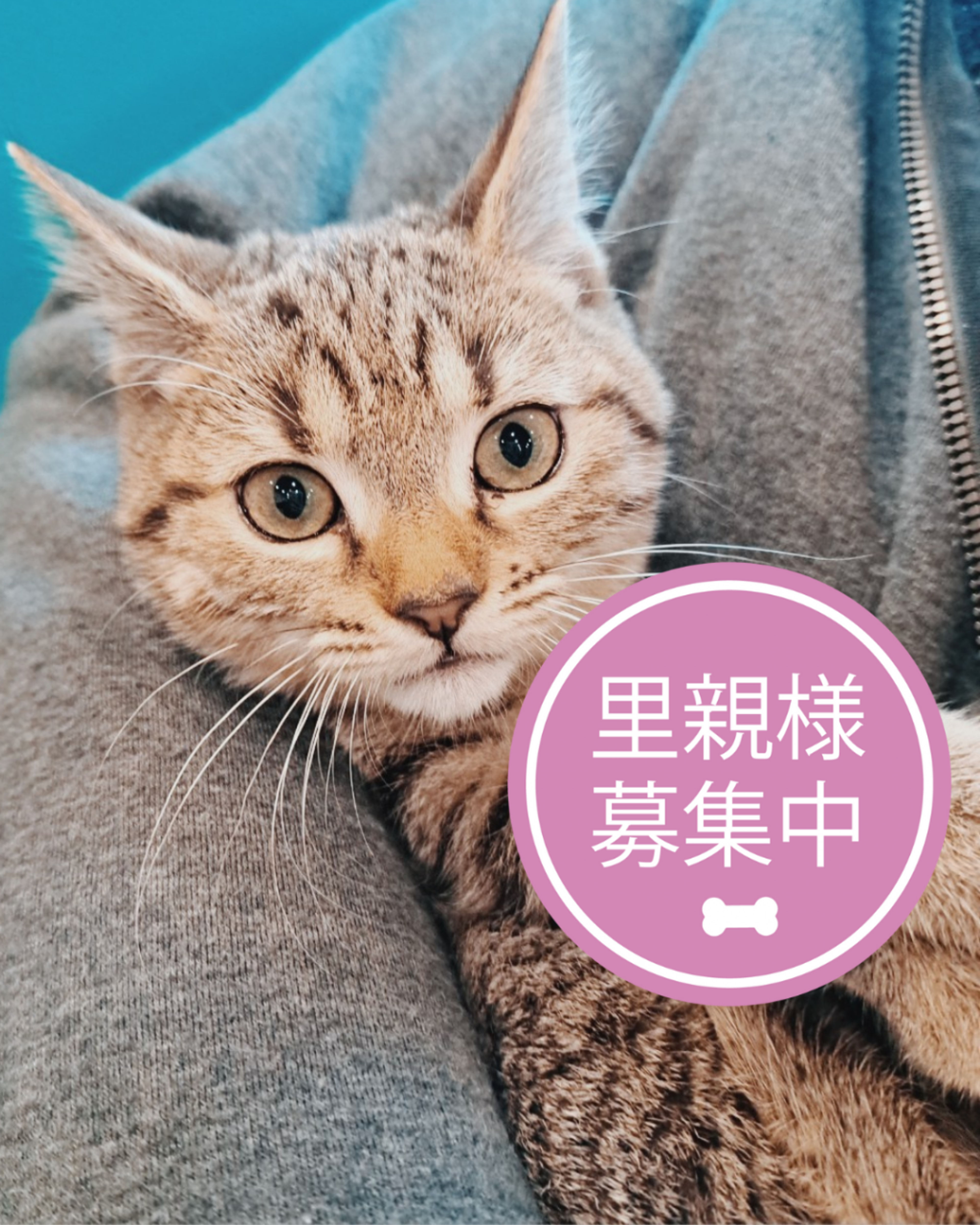 雑種（ミックス猫）・オスの里親募集の写真