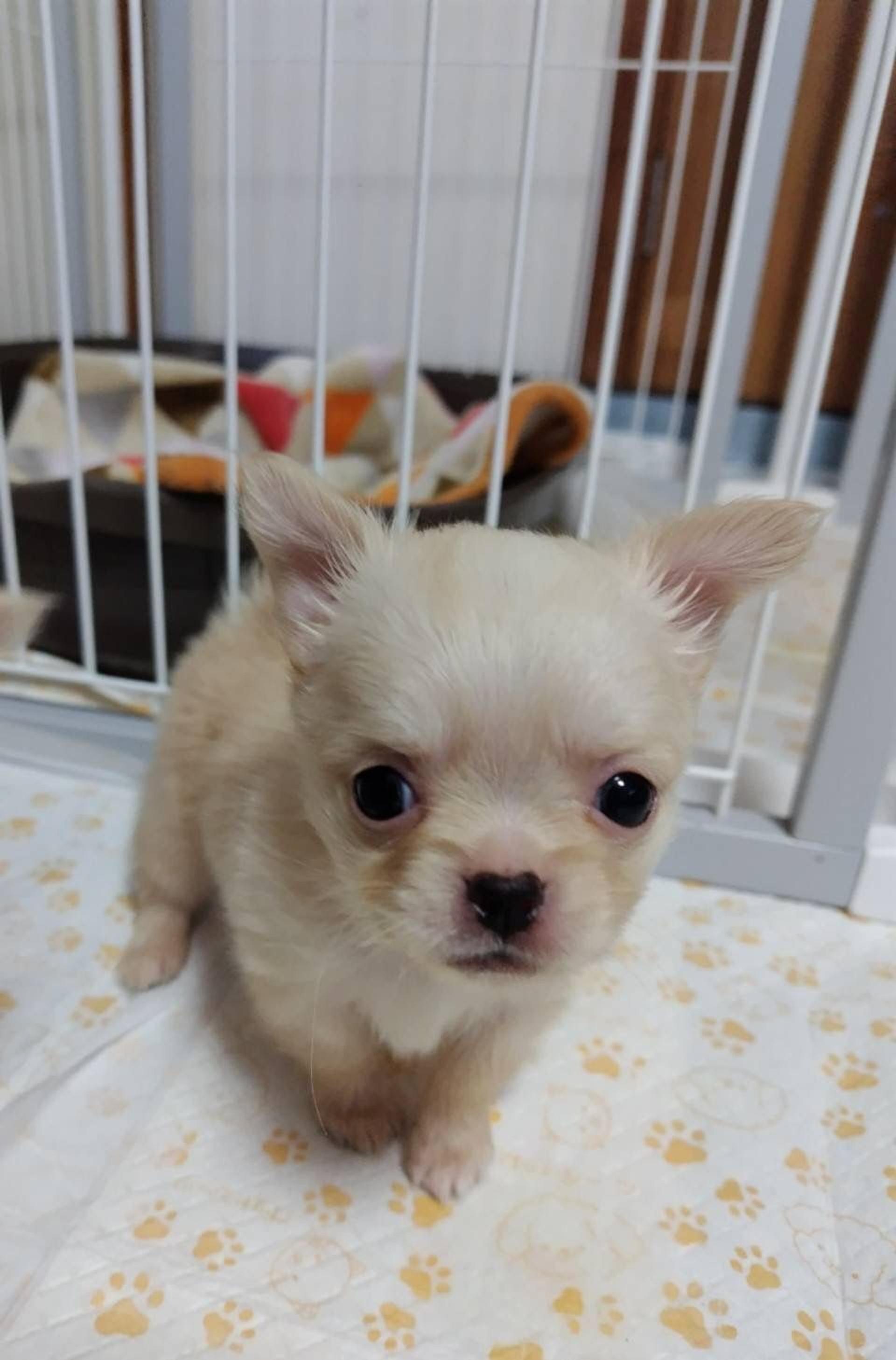 pet-image-2