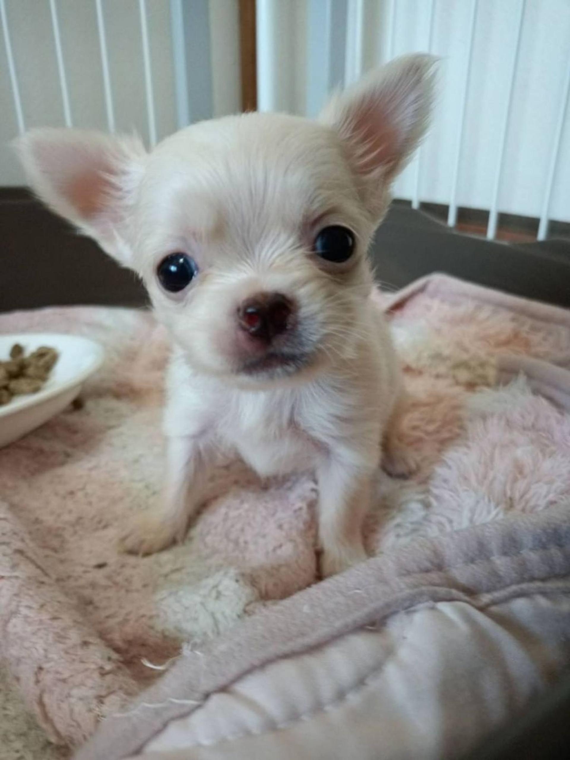 pet-image-3