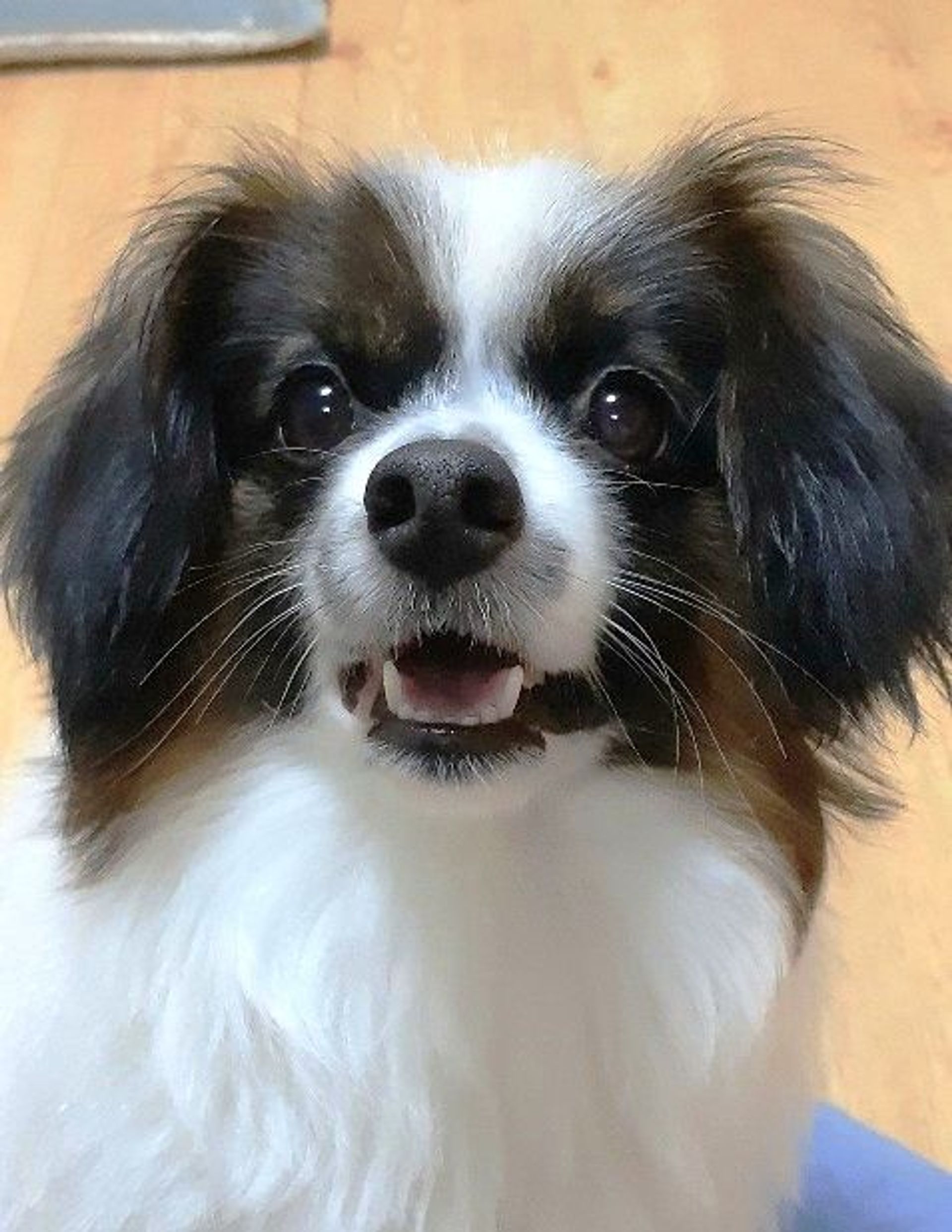 パピヨン・オスの里親募集の写真