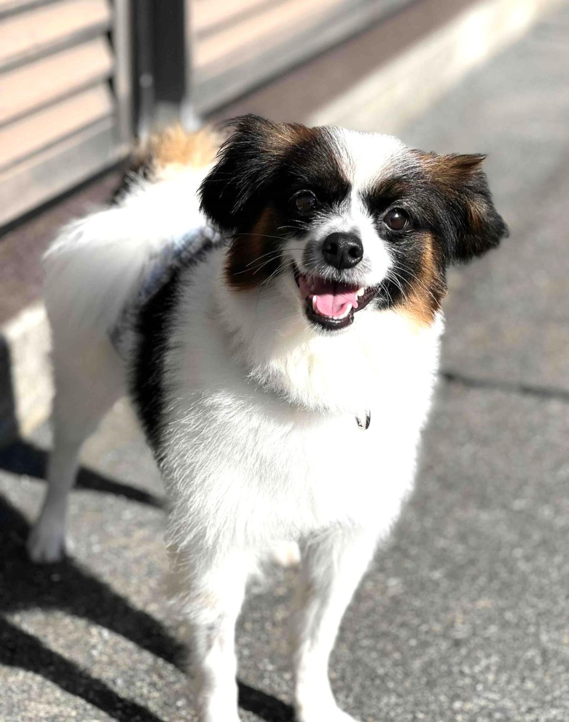 pet-image-2