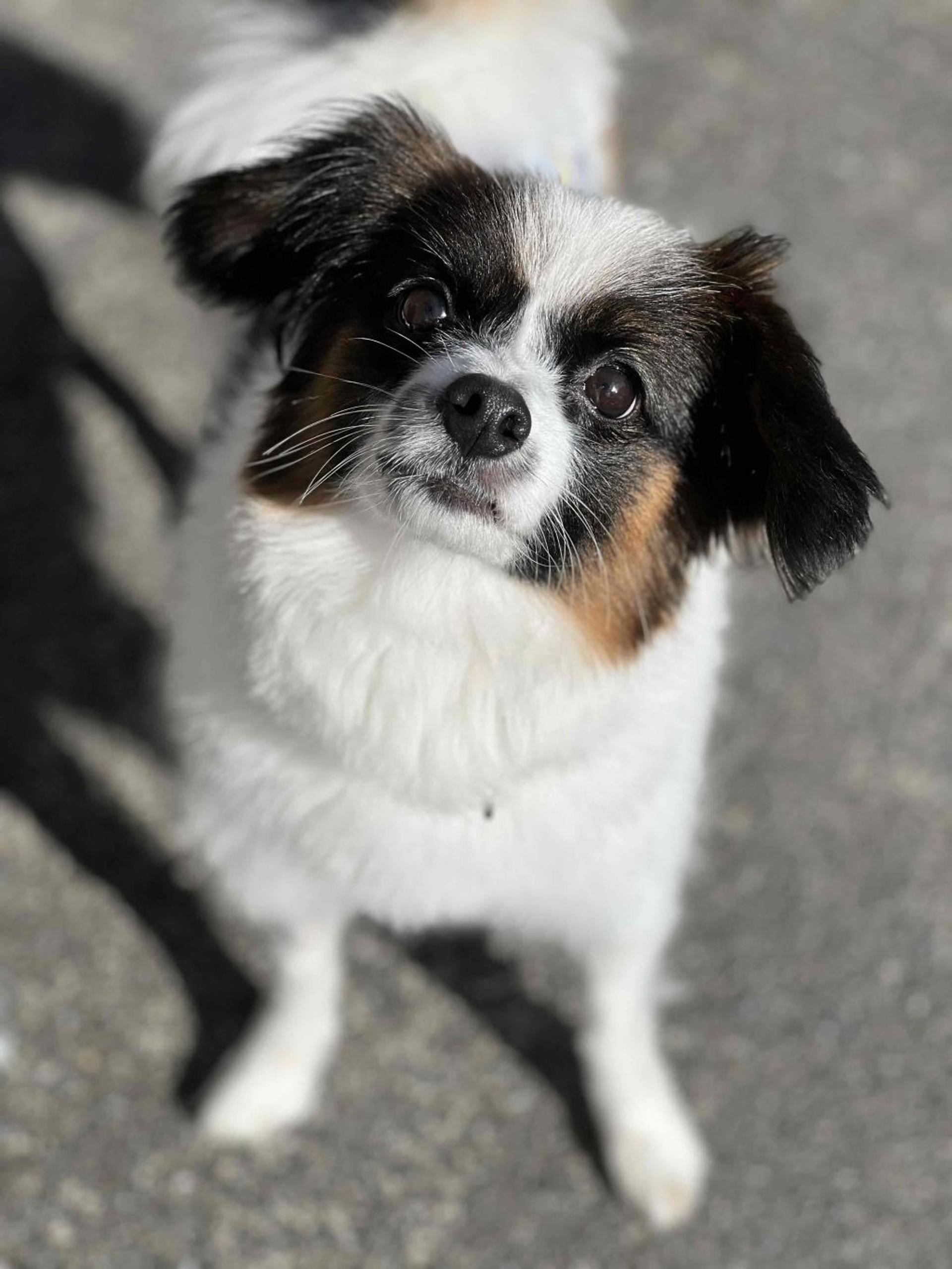 pet-image-3