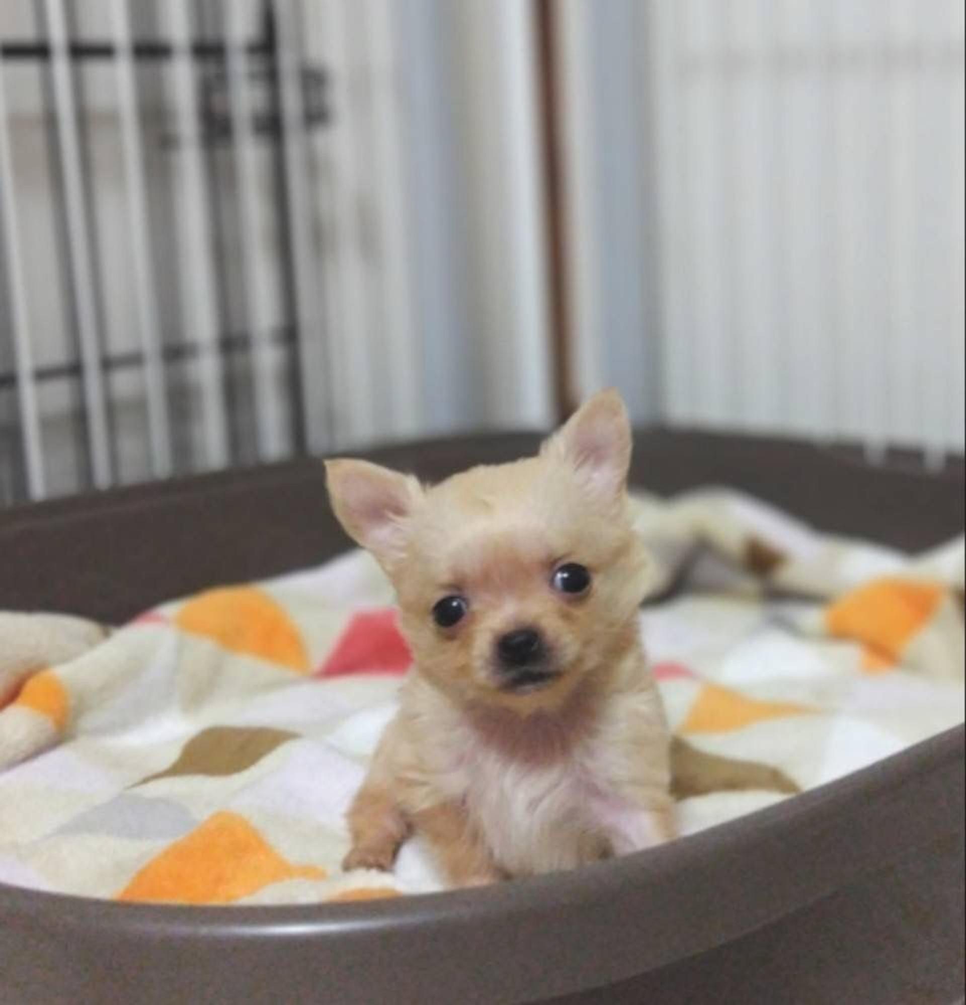 pet-image-2