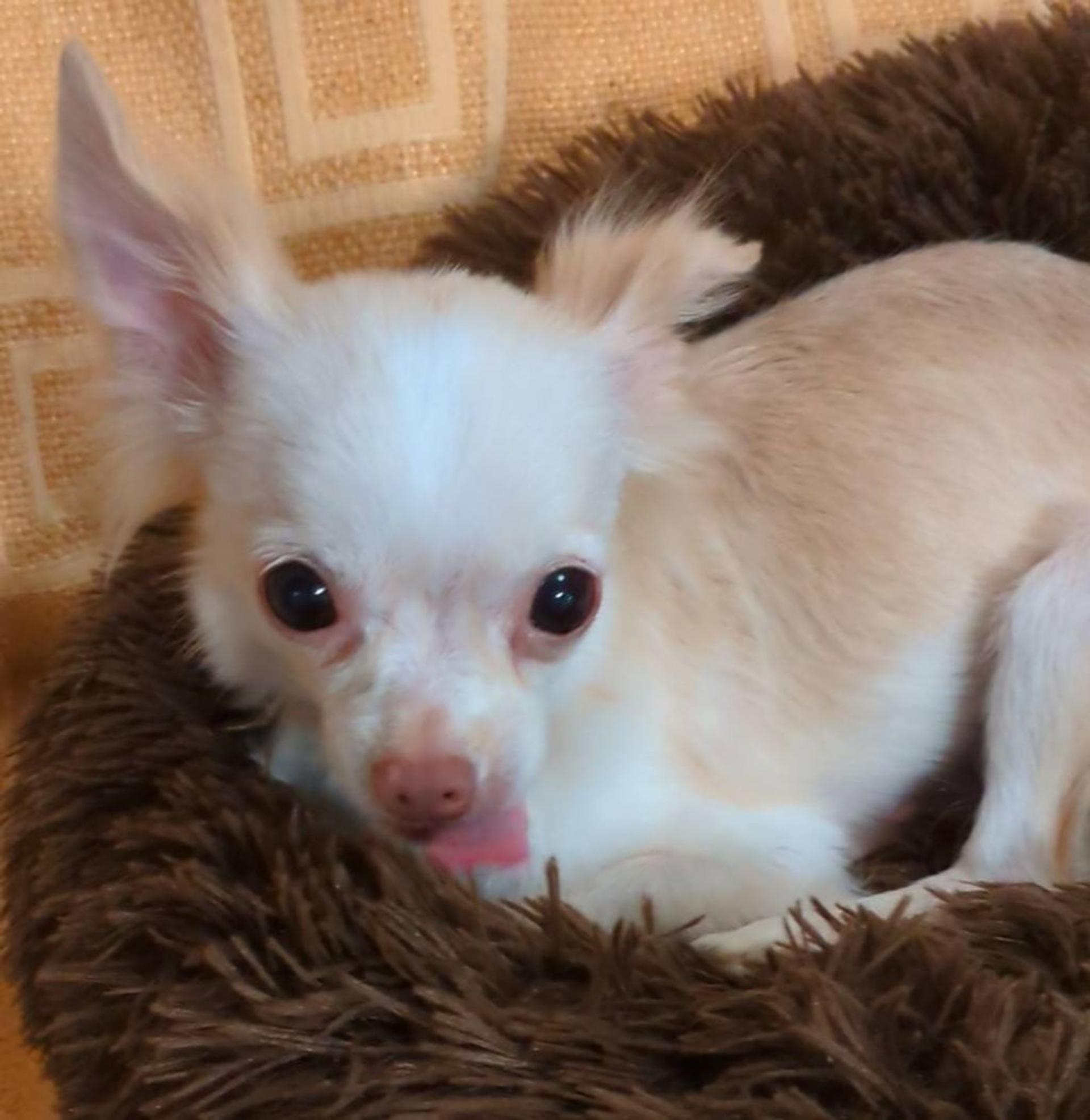 pet-image-3
