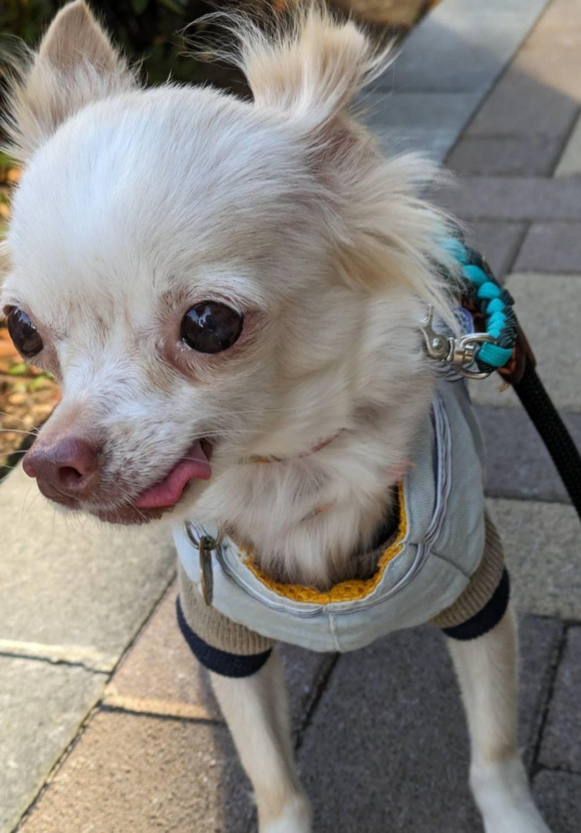 pet-image-4