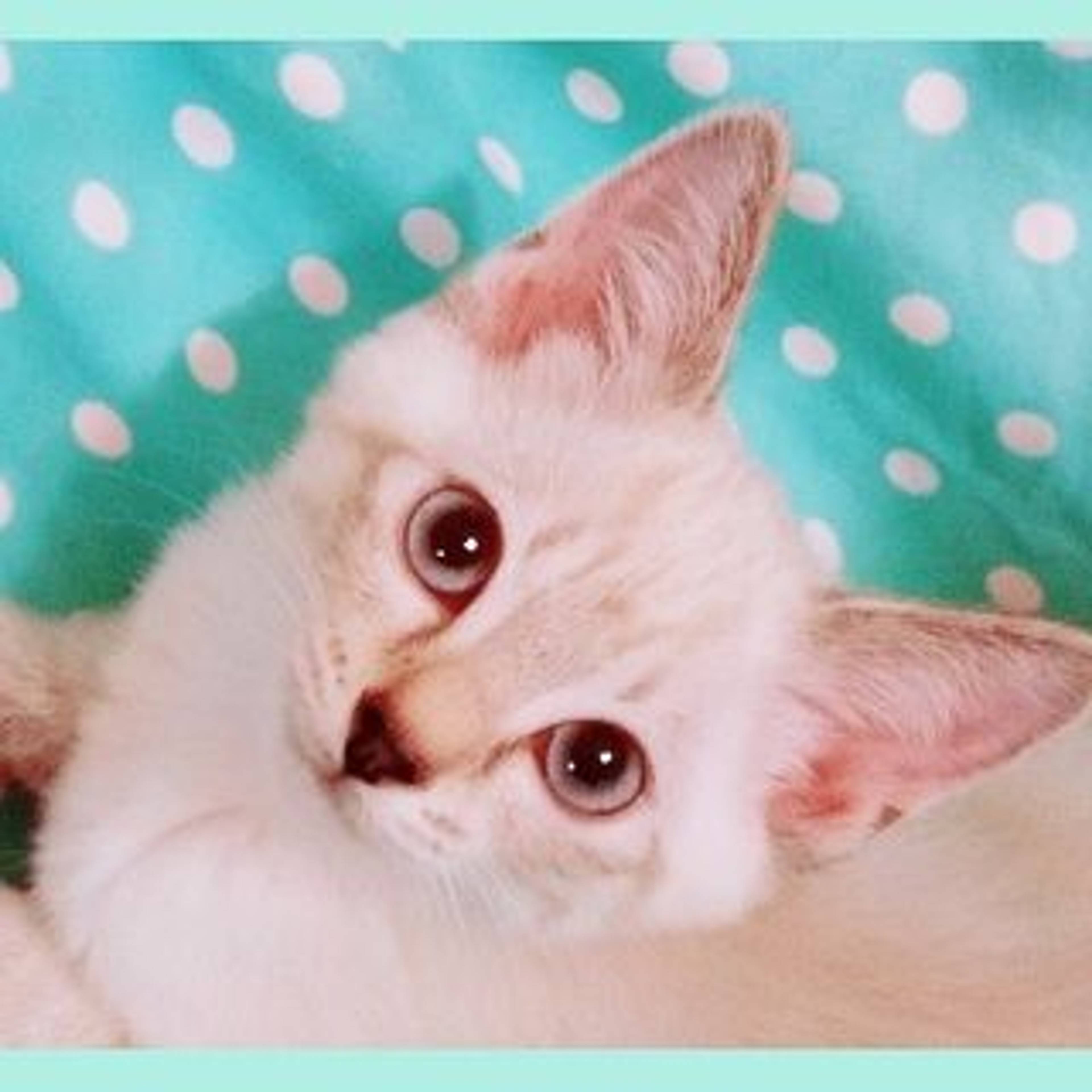 雑種（ミックス猫）・メスの里親募集の写真