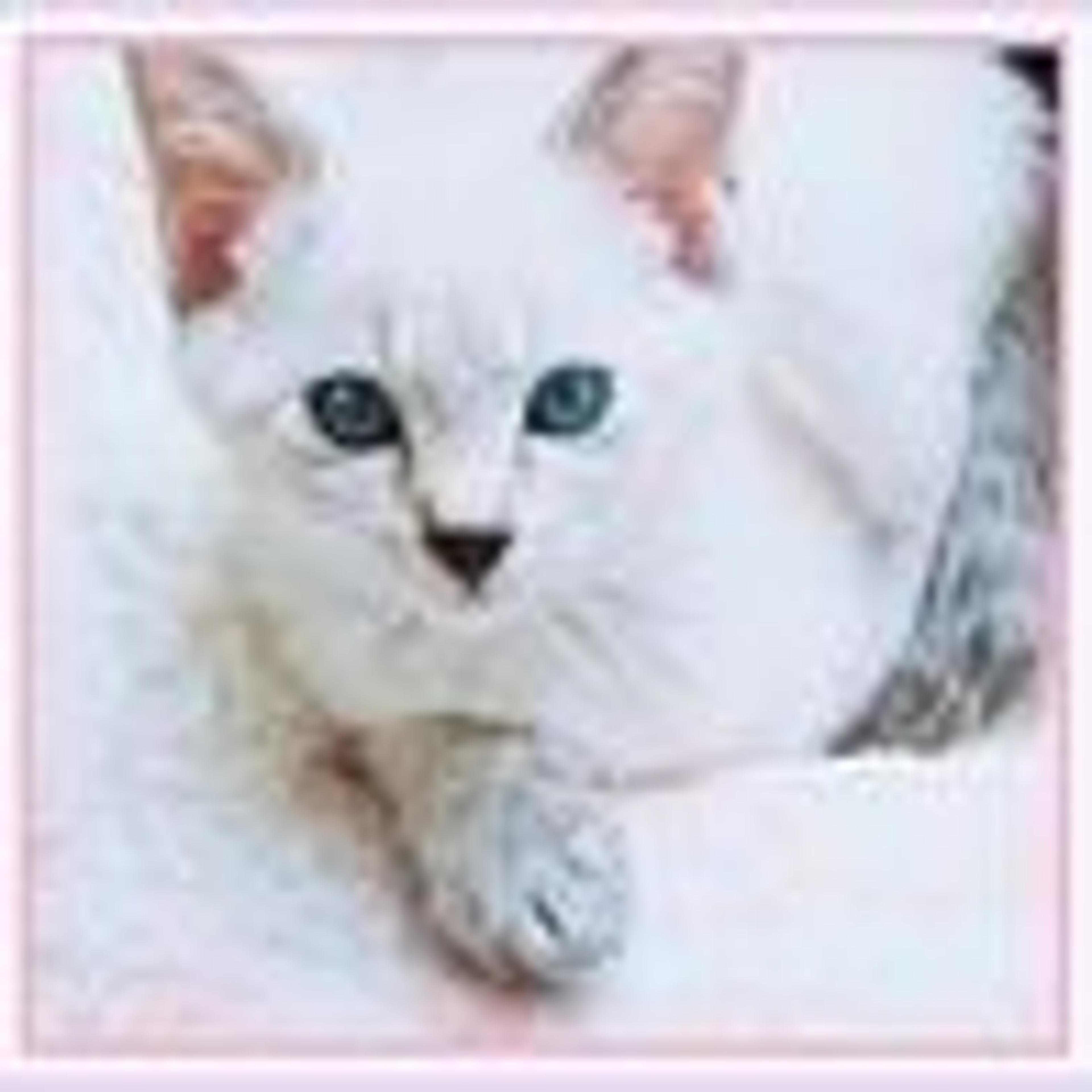 pet-image-3