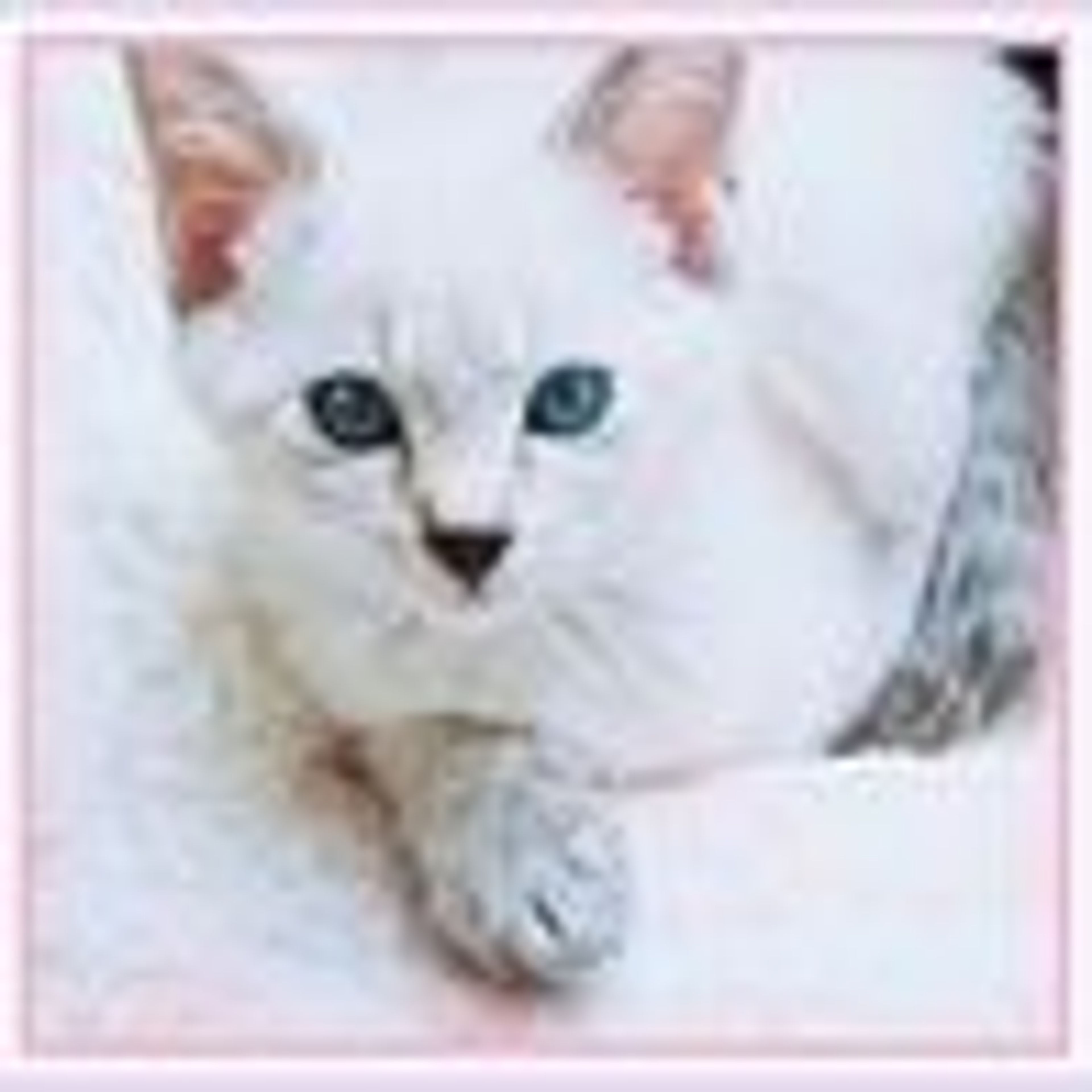 pet-image-3