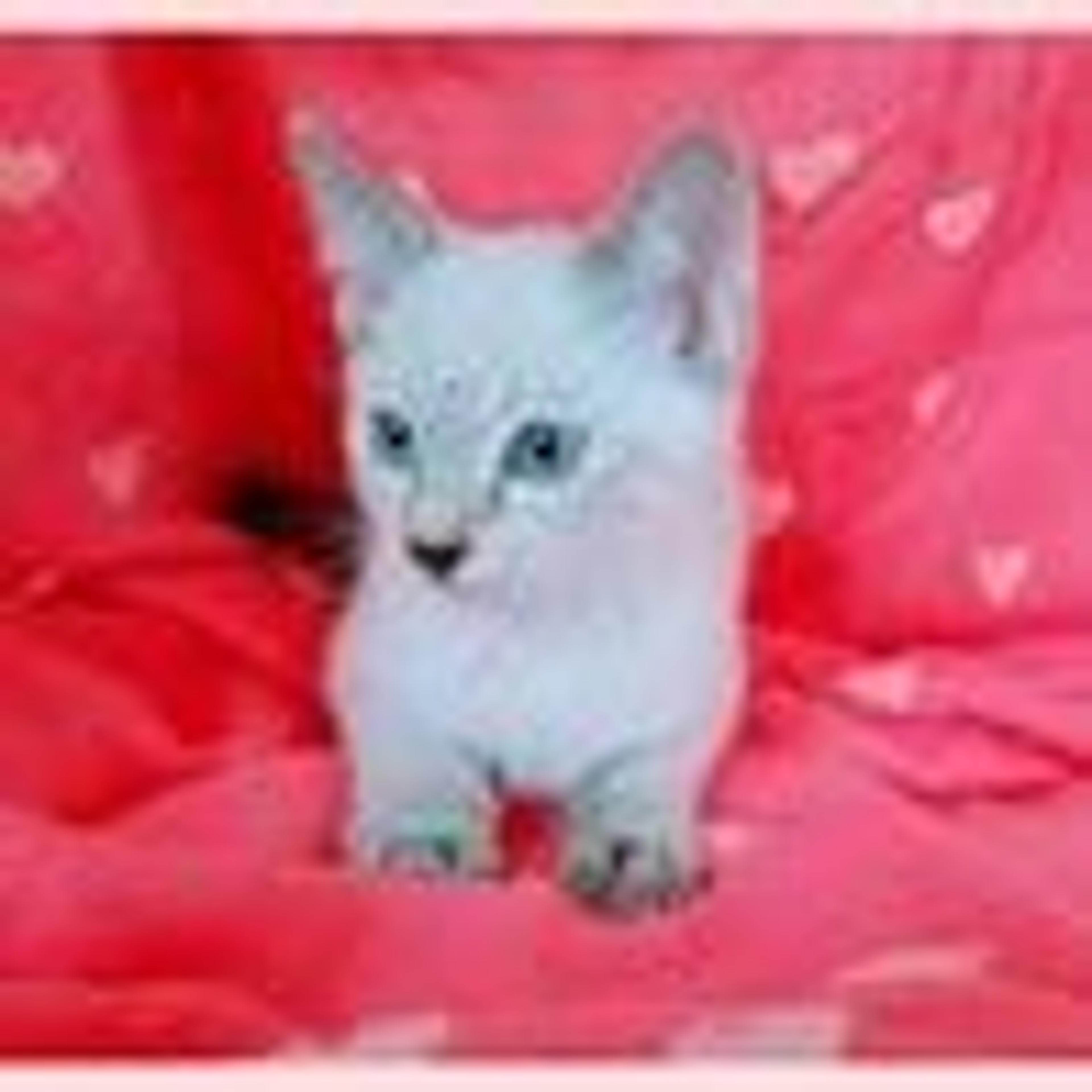 pet-image-4