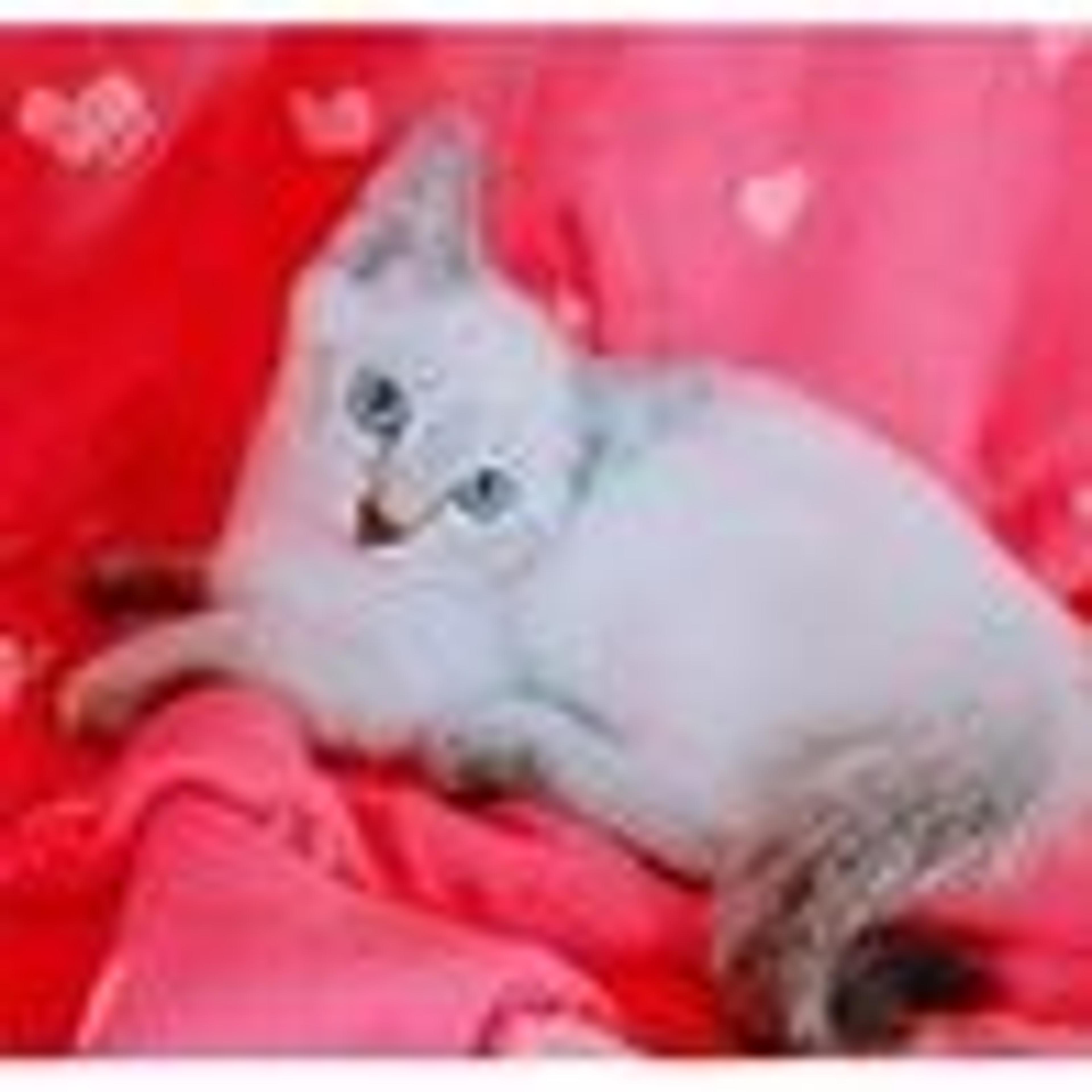 pet-image-5