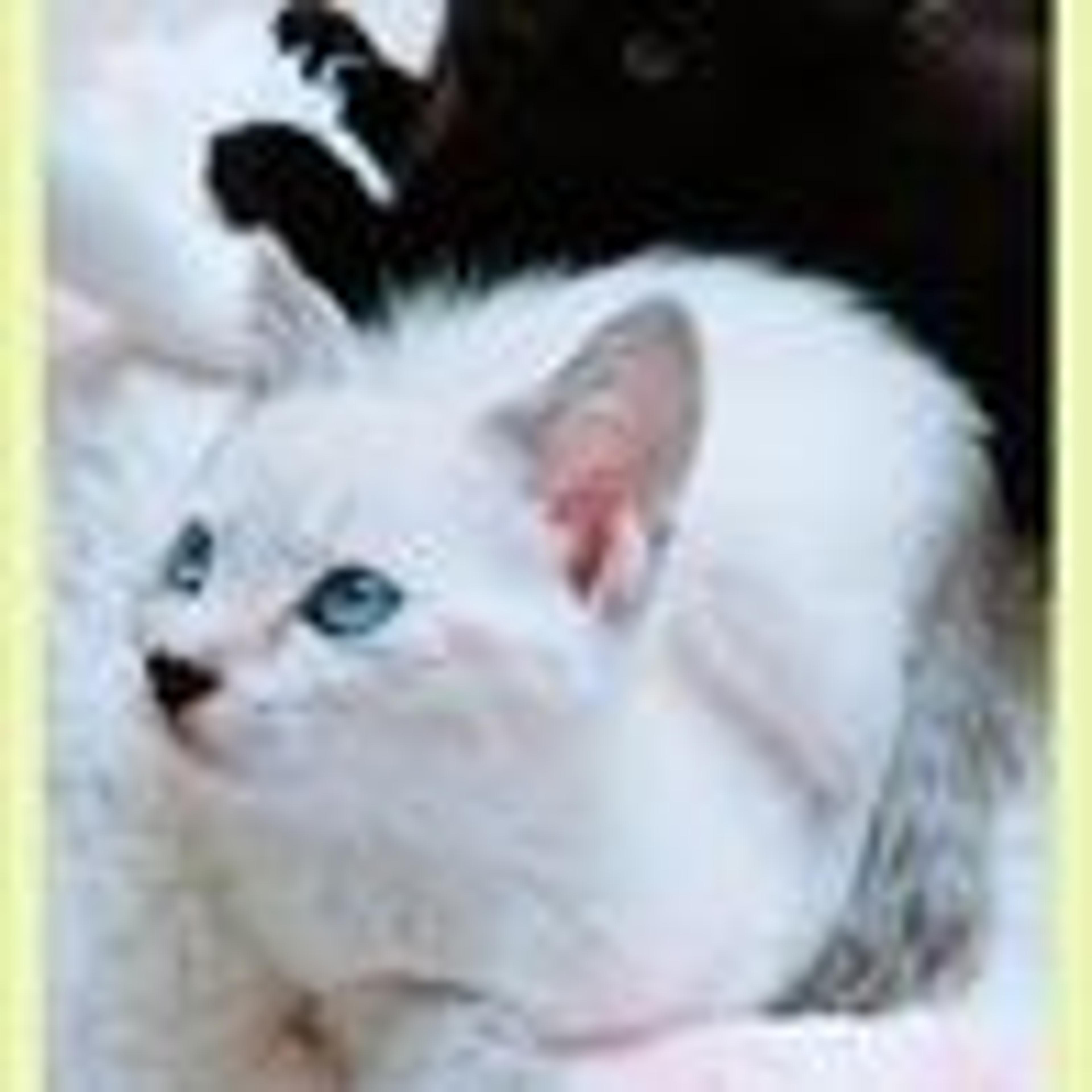 pet-image-6