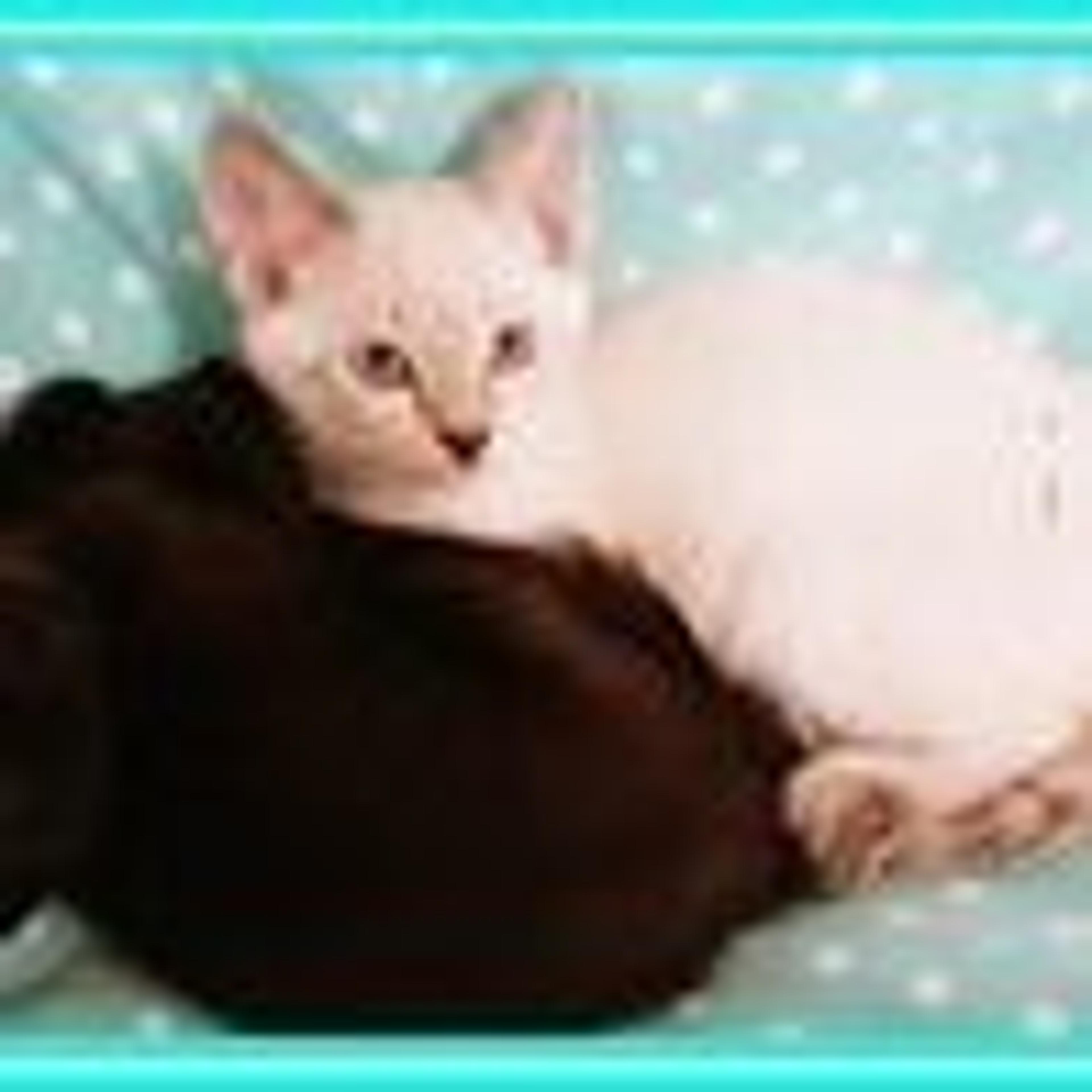 pet-image-7