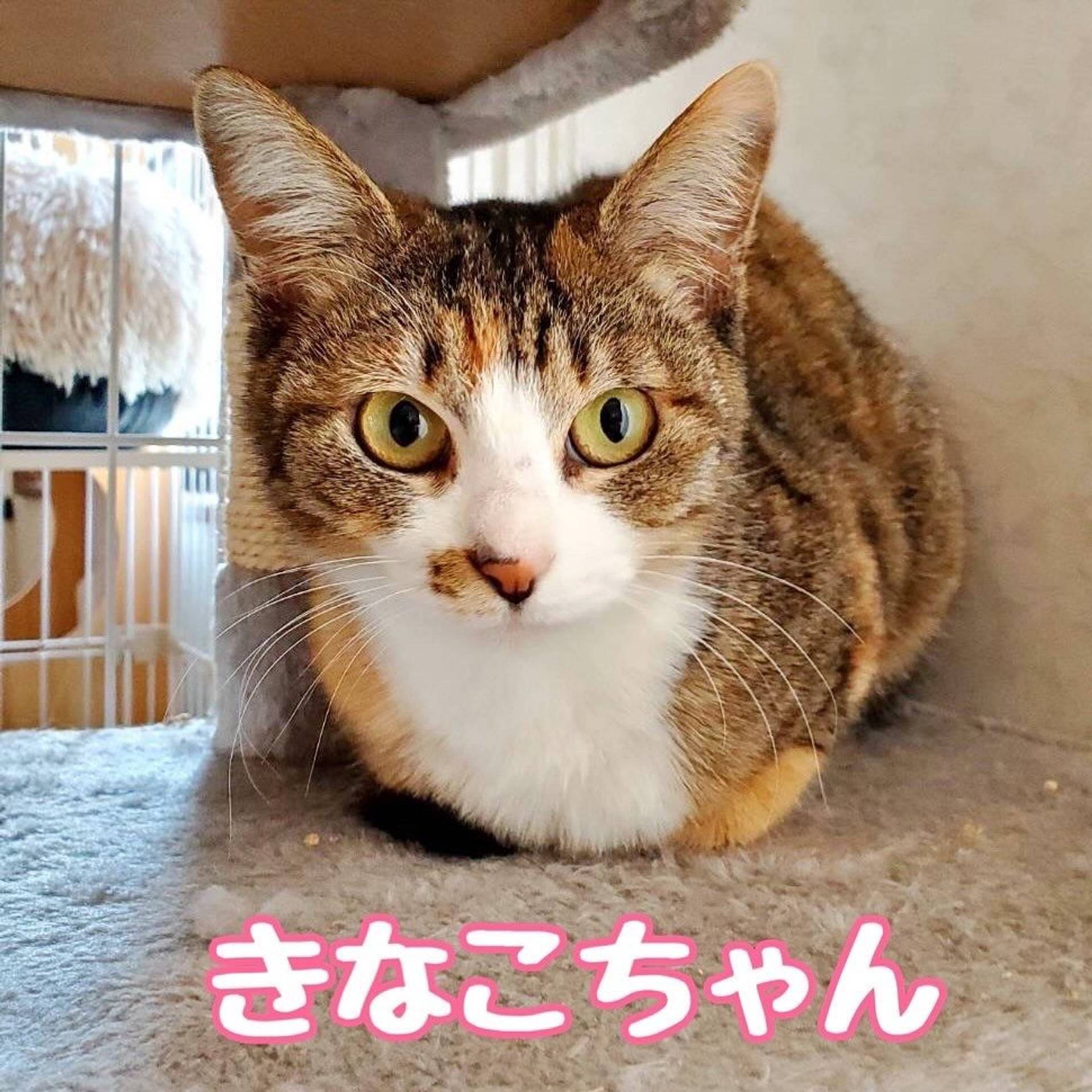 雑種（ミックス猫）・メスの里親募集の写真