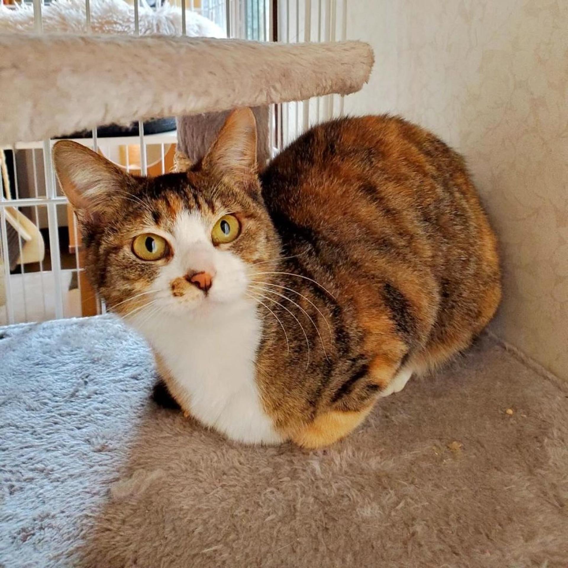 pet-image-3