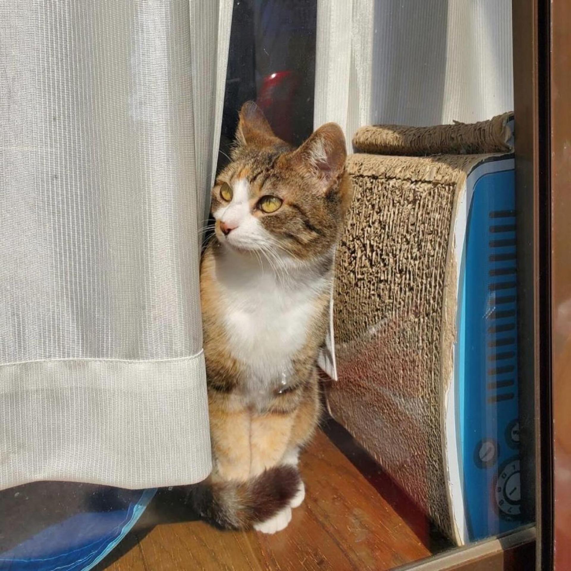 pet-image-6