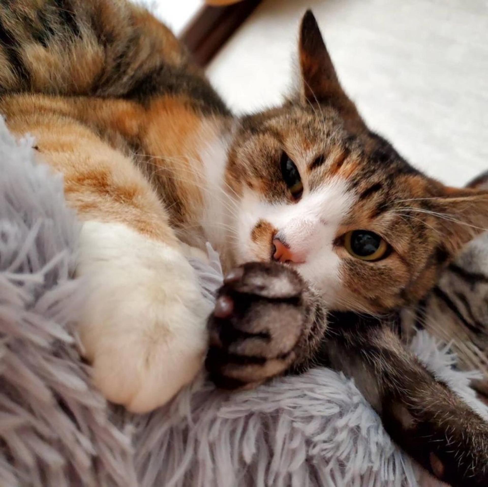 pet-image-7